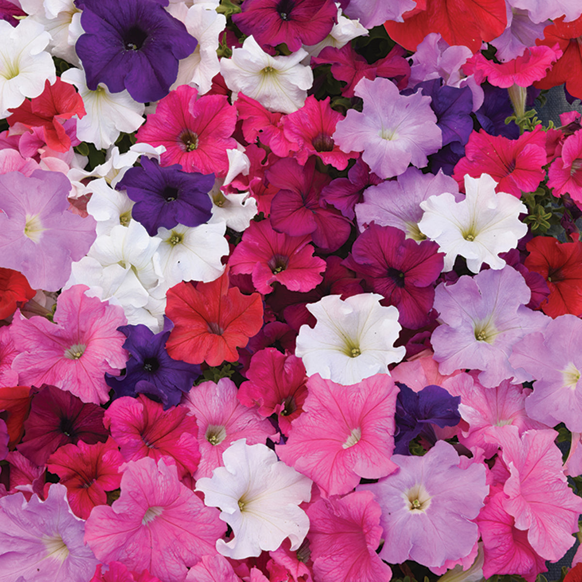 Petunia,Supercascade Mix Hybrid