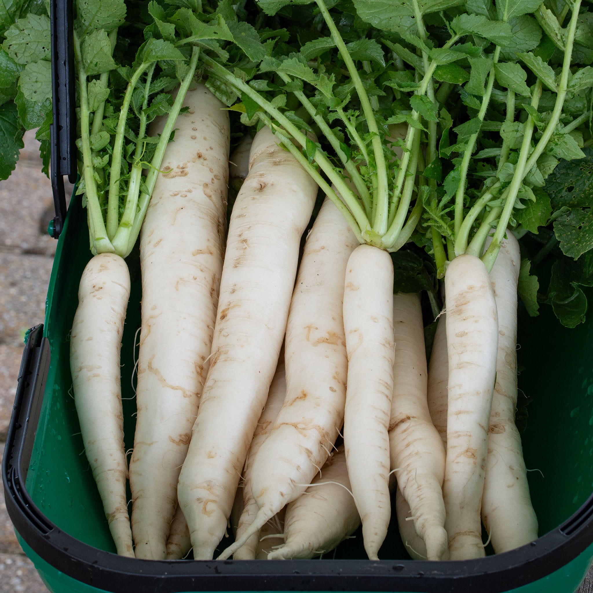 Radish, April Cross Daikon Hybrid