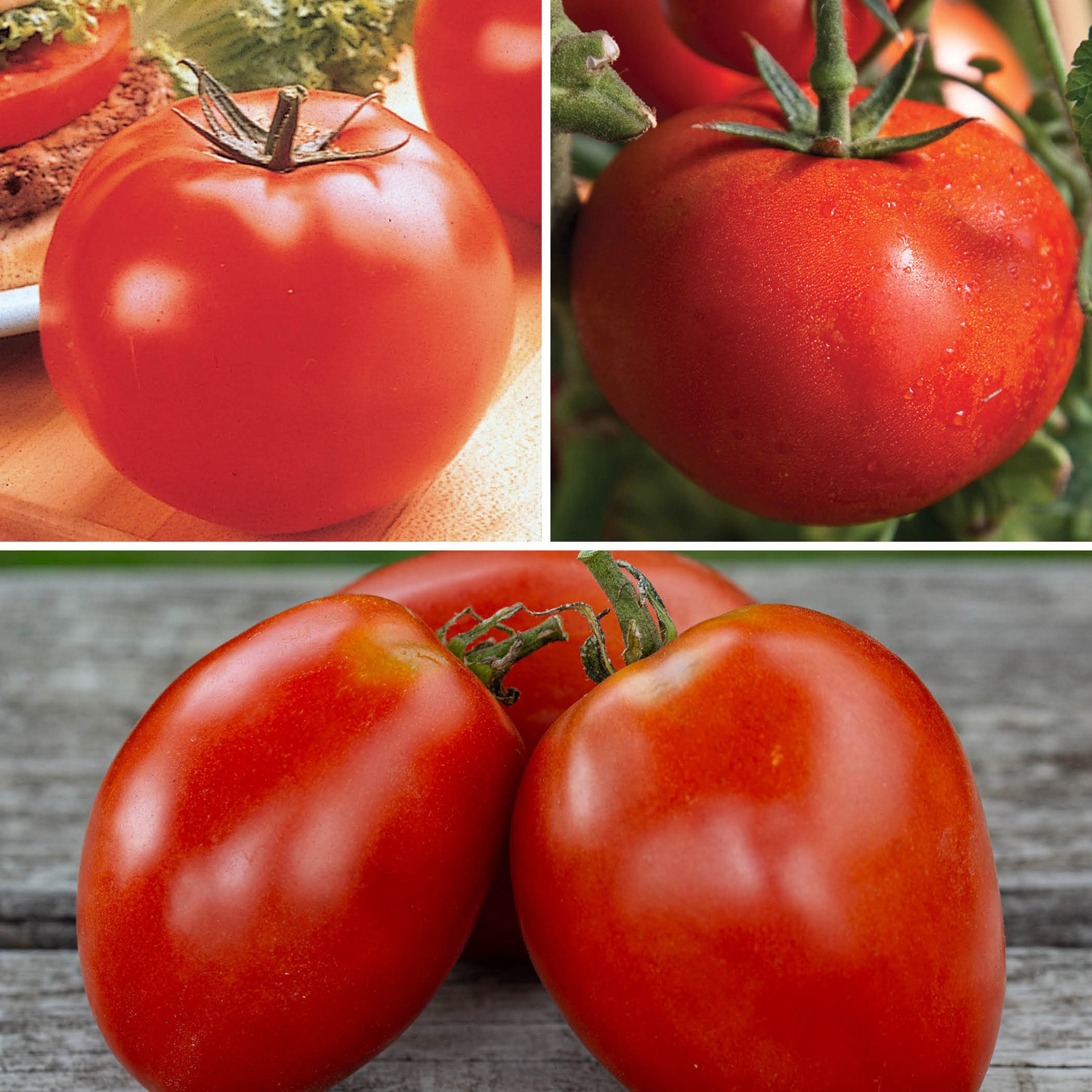 Grafted Tomato Top Picks