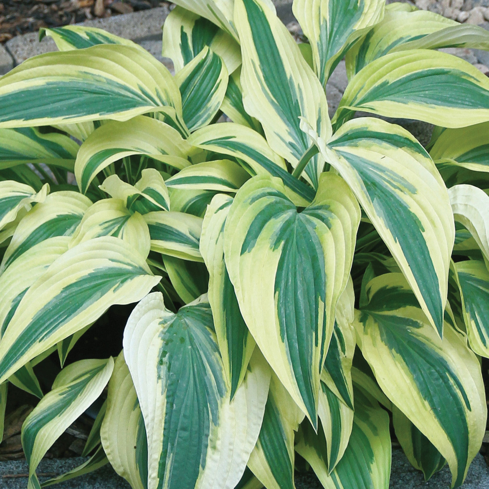Hosta, Lakeside Dragonfly