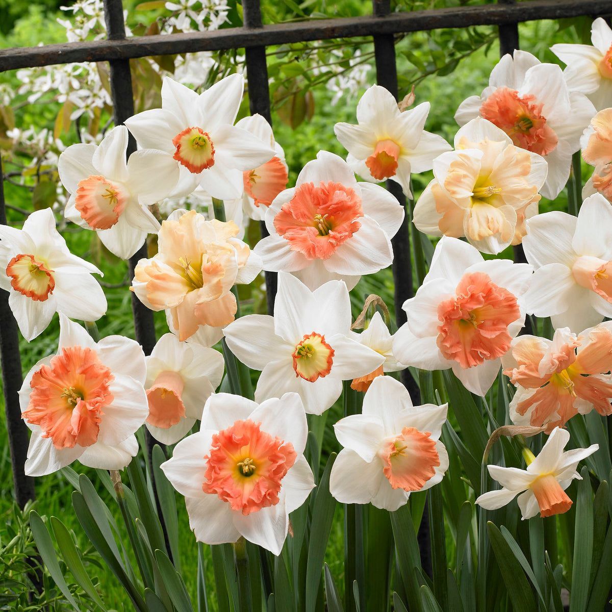 Daffodil, Pink Blush Mix, 25 Pack
