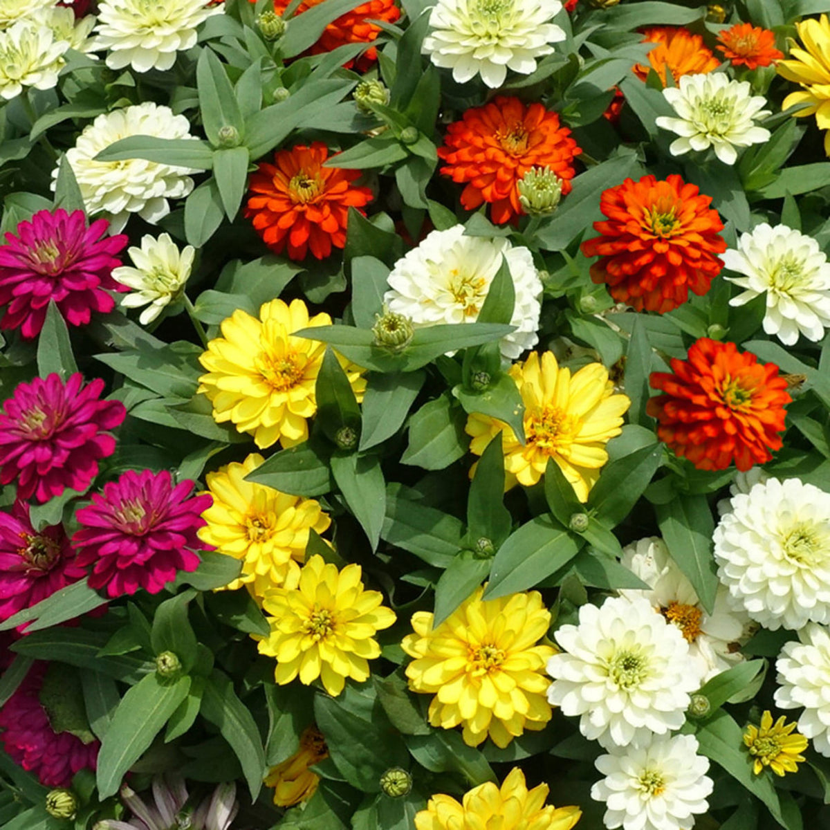 Zinnia, Zydeco™ Mix