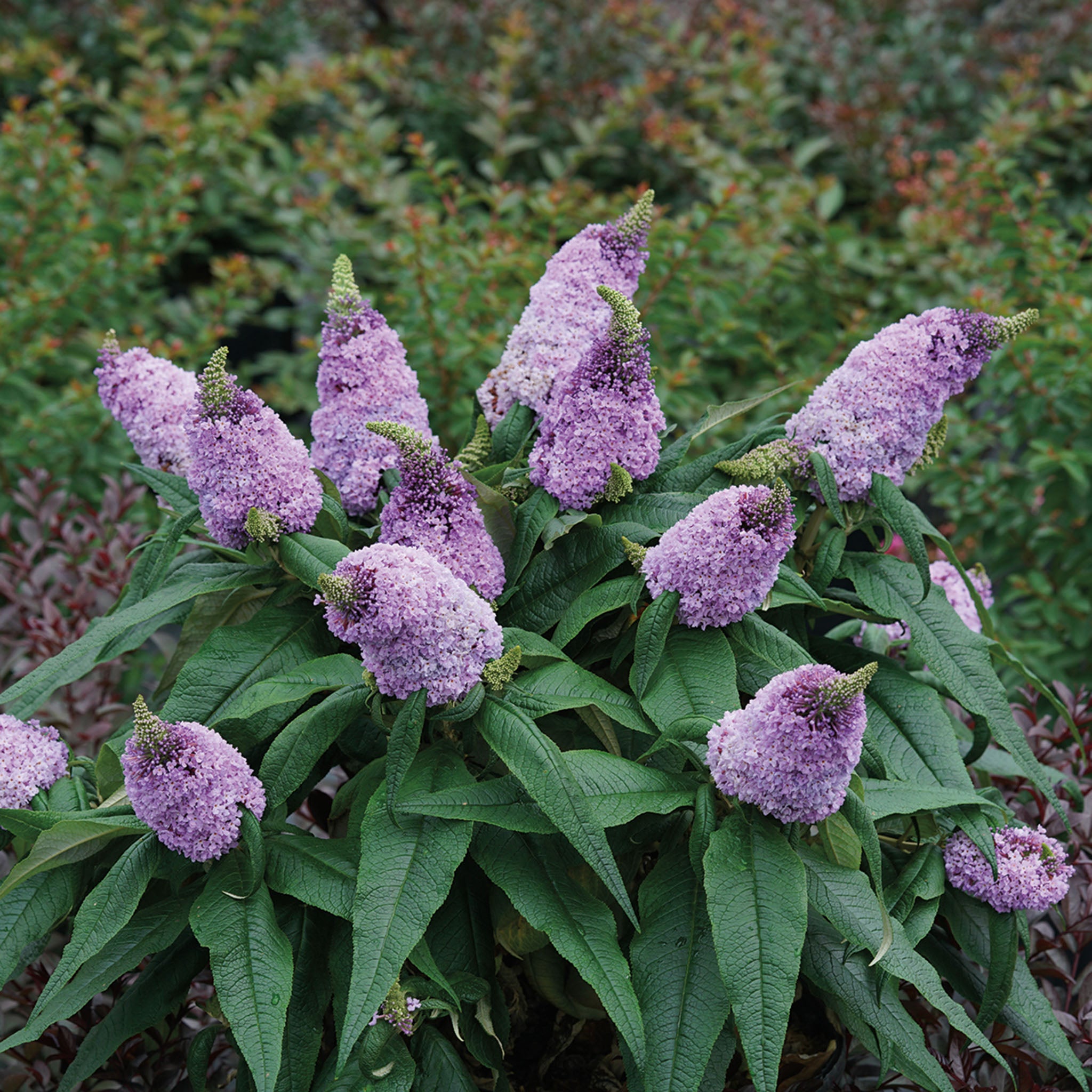 Butterfly Bush, Pugster®, Amethyst