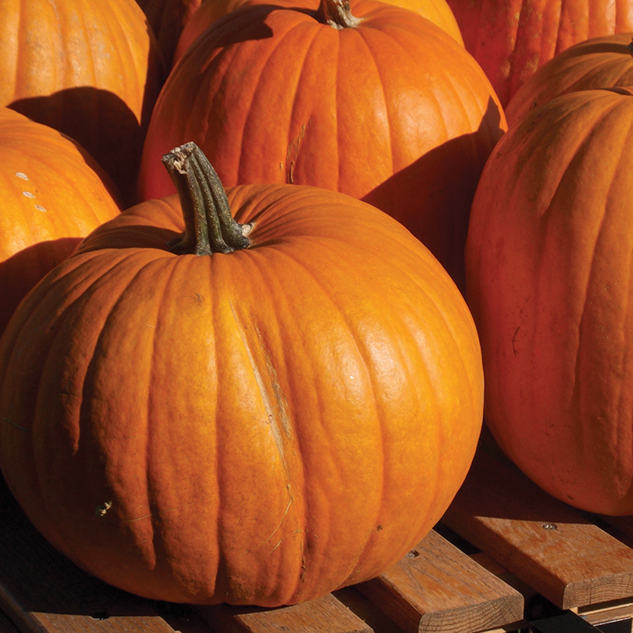 Pumpkin, Connecticut Field Organic