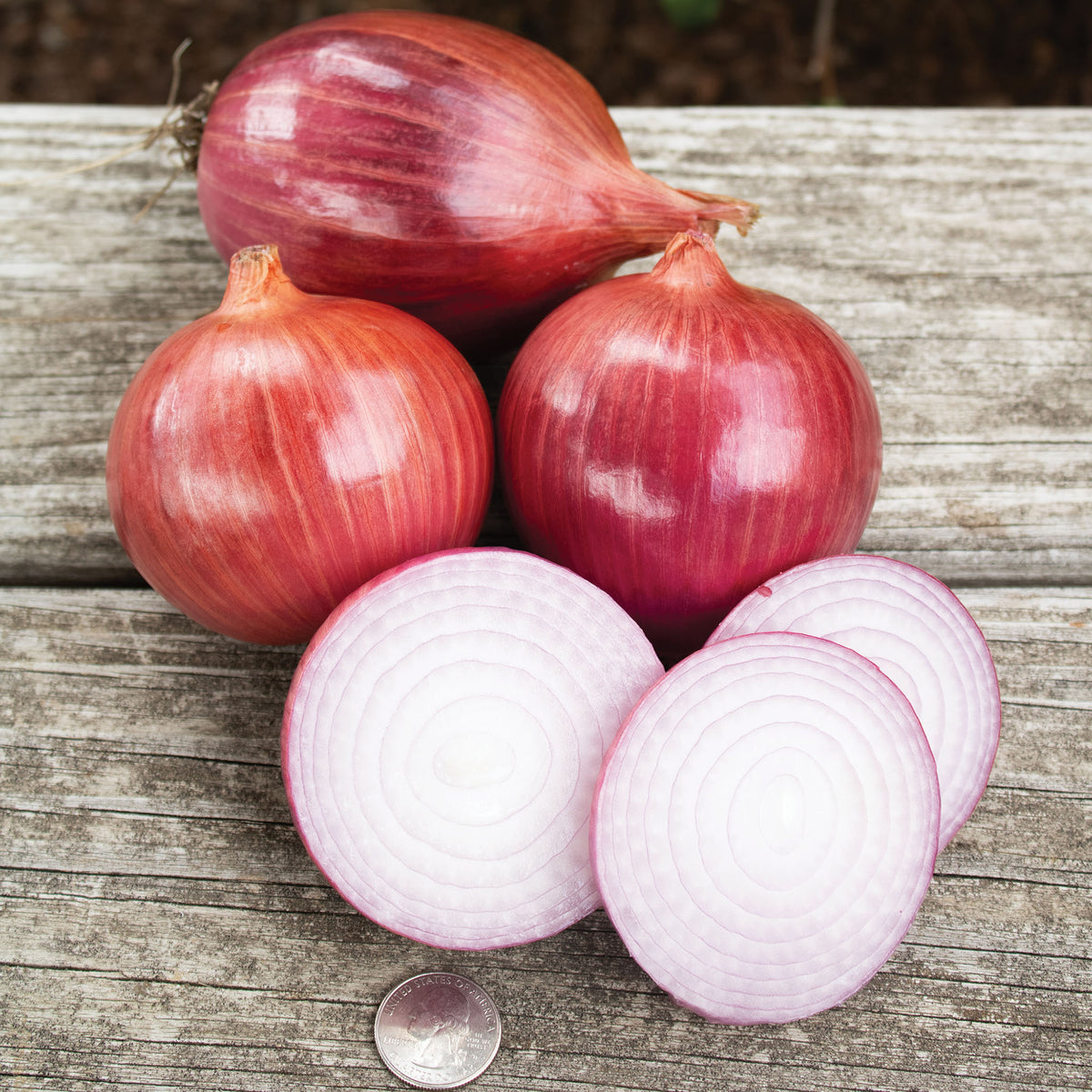 Onion, Blush Hybrid, Bunch of 40-50
