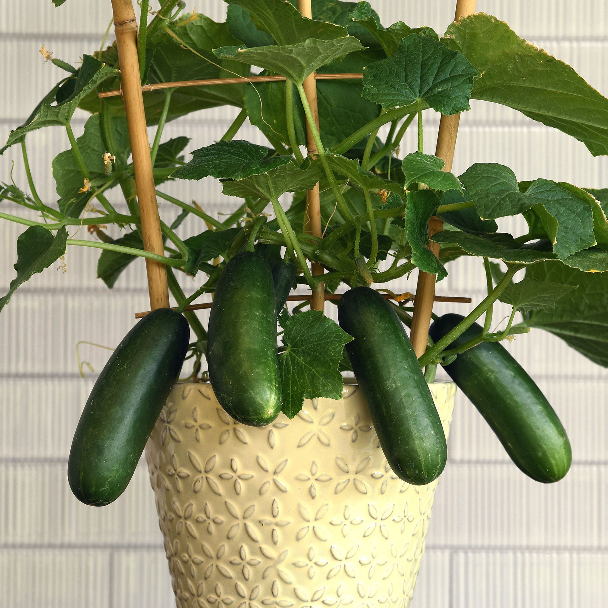 Cucumber, Kitchen Minis™ Quick Snack