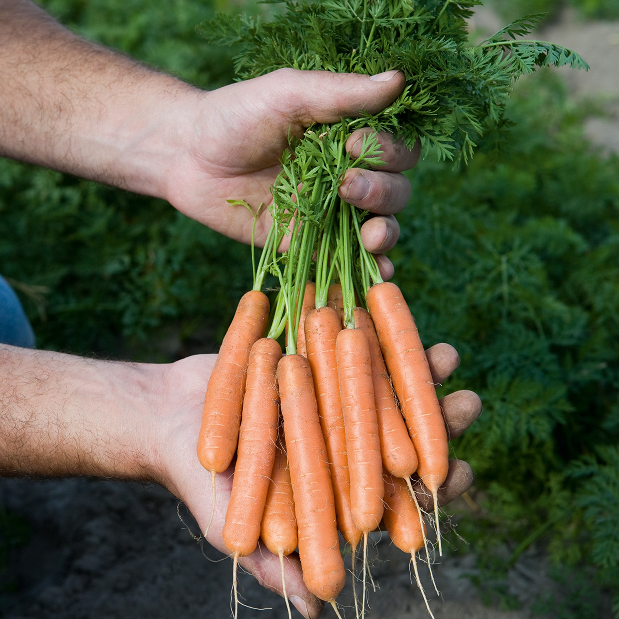 Carrot, Adelaide Hybrid