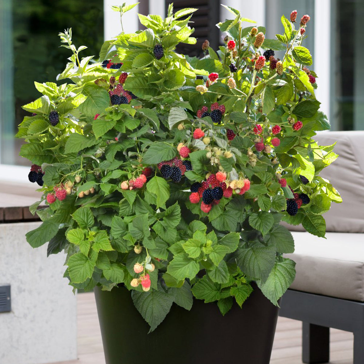Blackberry, Bushel and Berry®, Baby Cakes