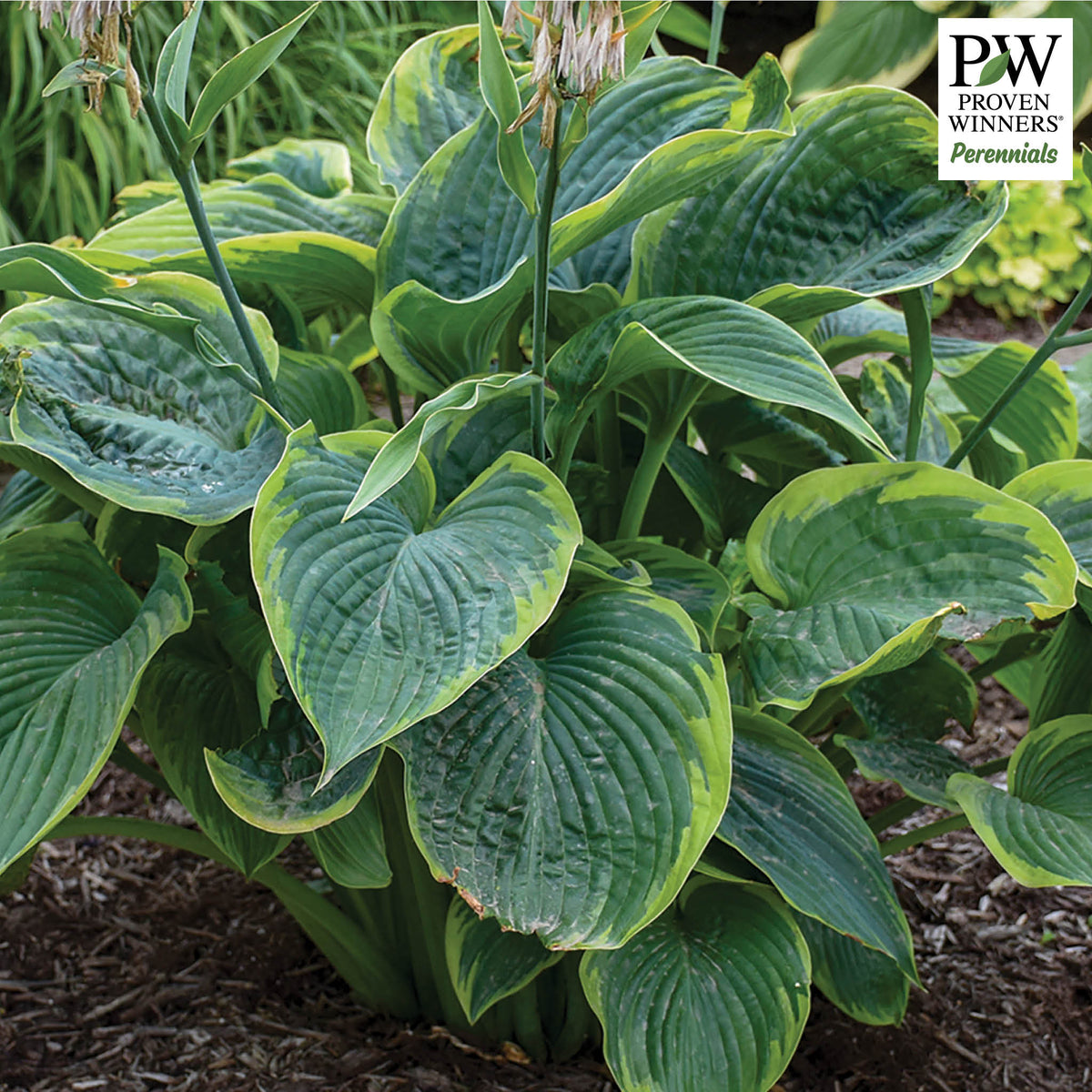 Hosta, Wu-La-La