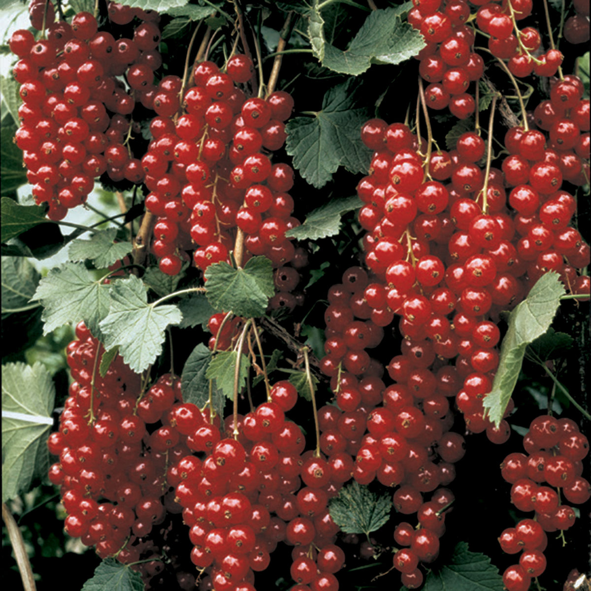 Currant, Rovada