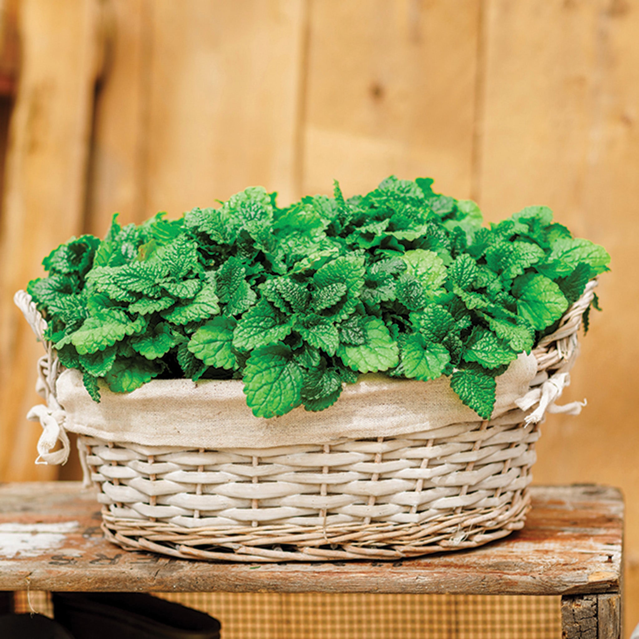 Lemon Balm, Limoncello
