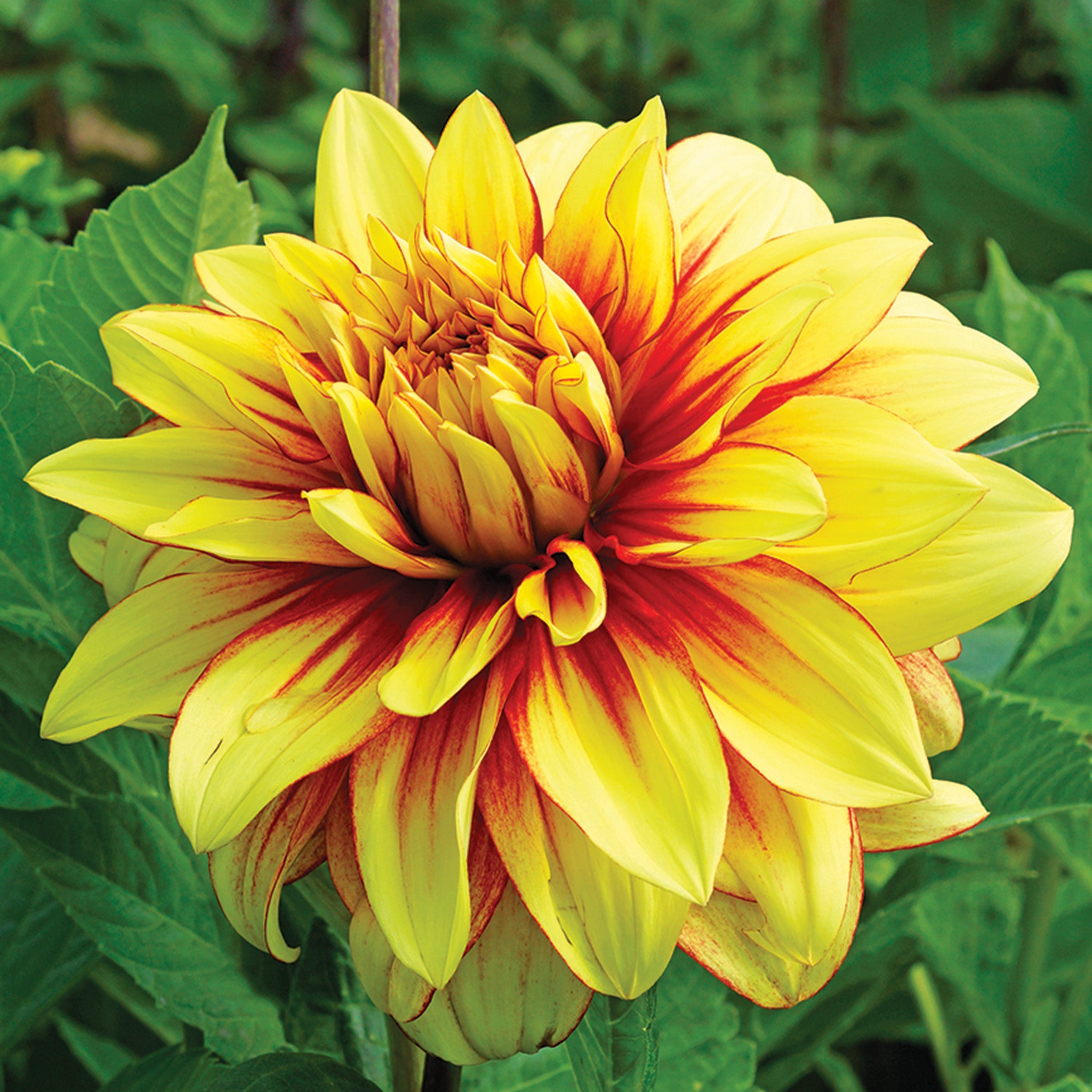 Dahlia, Dazzling Sun