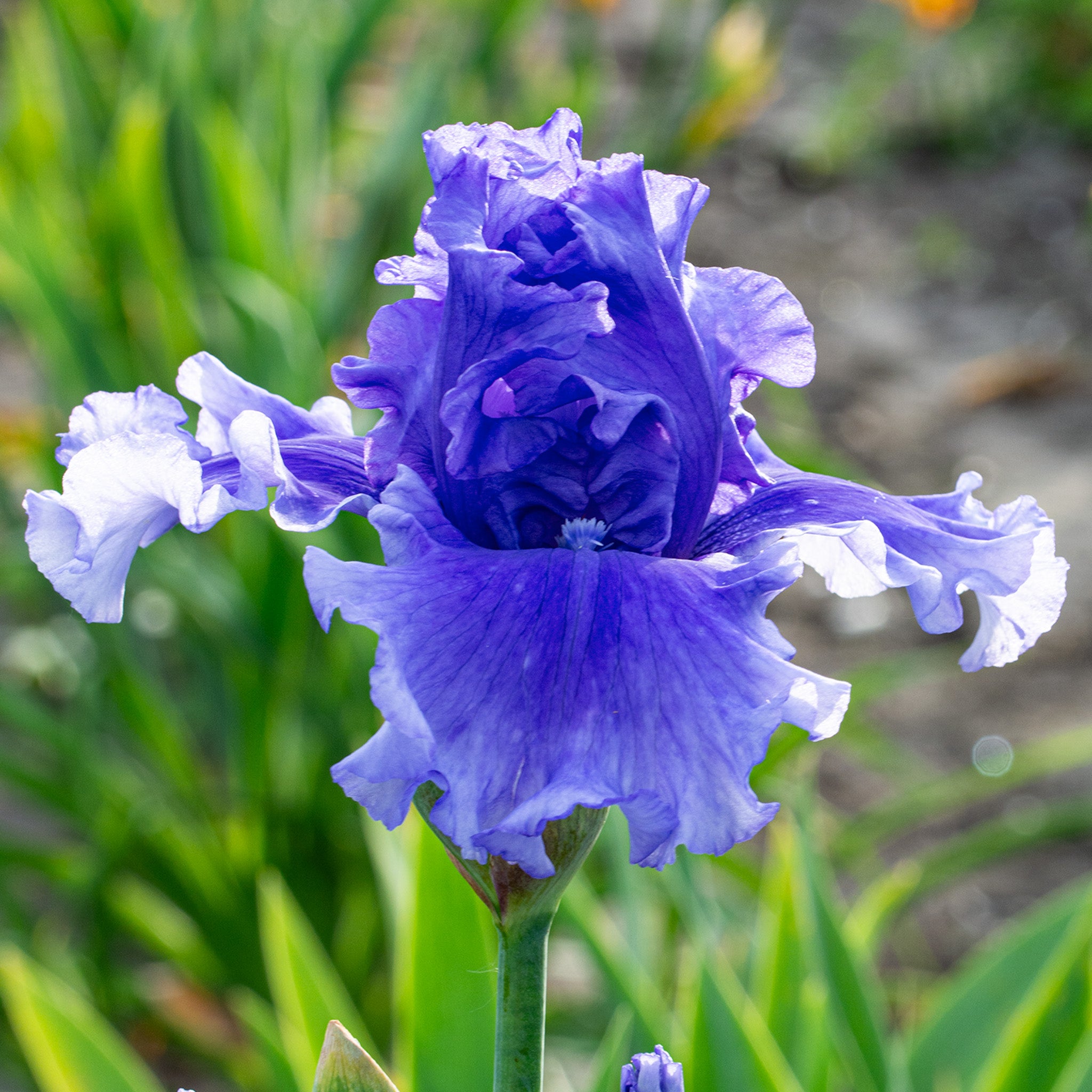 Iris, Bearded, Honky Tonk Blues
