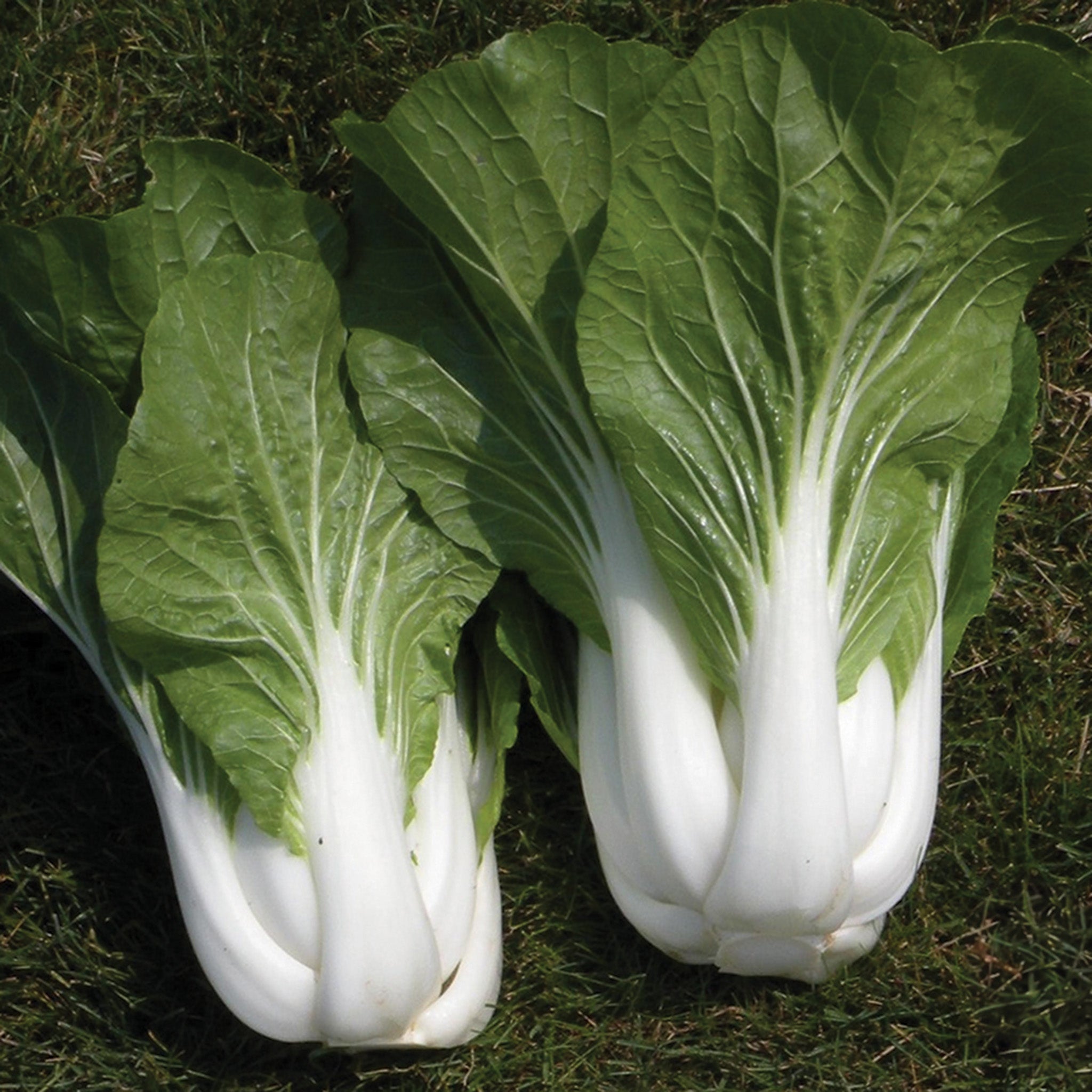 Pak Choi, Bopak Hybrid
