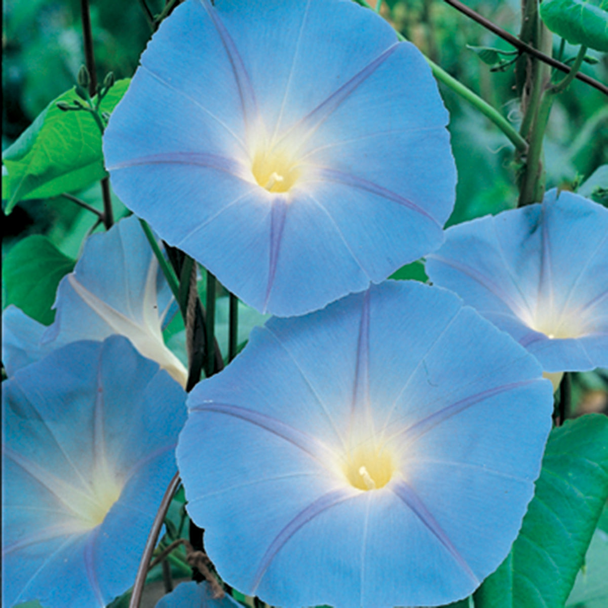 Morning Glory, Heavenly Blue