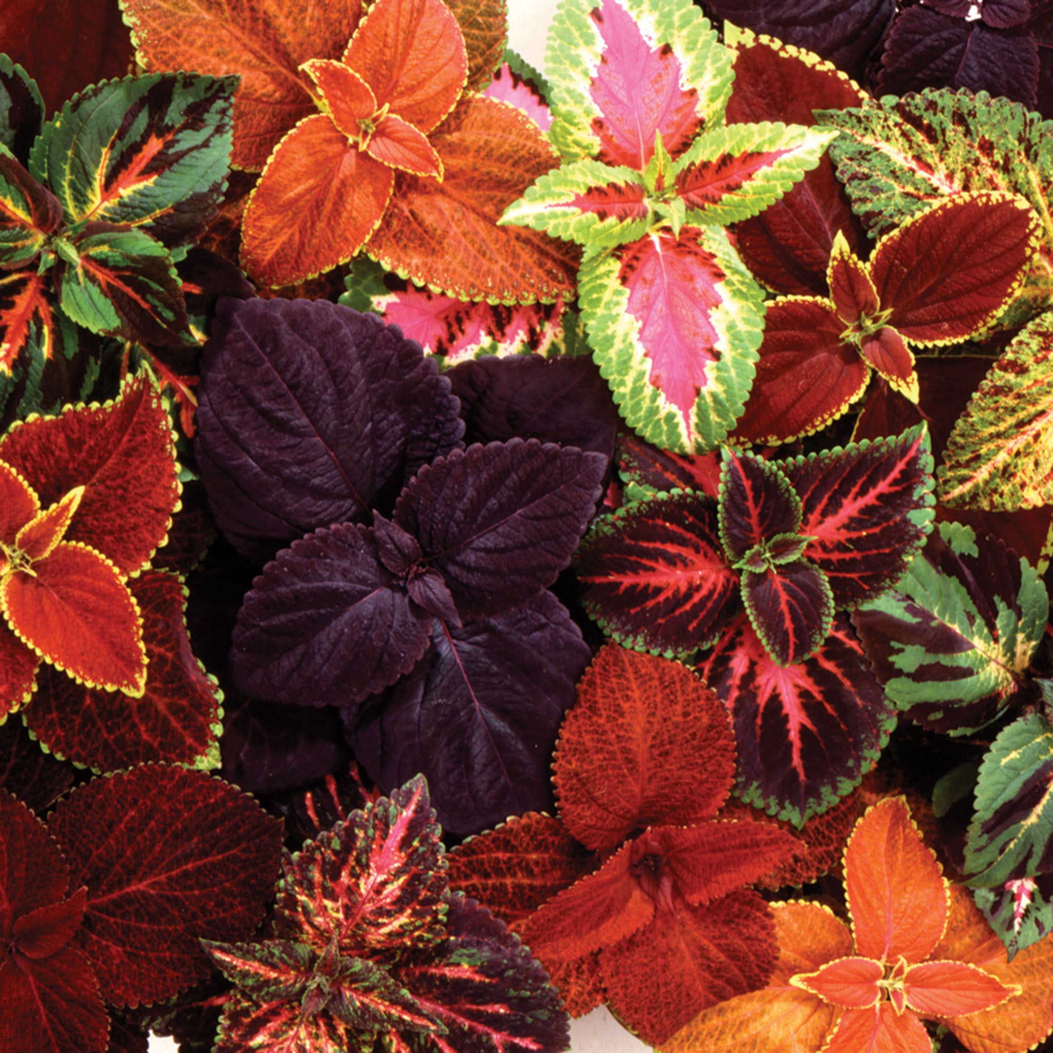 Coleus, Giant Exhibition Mix.