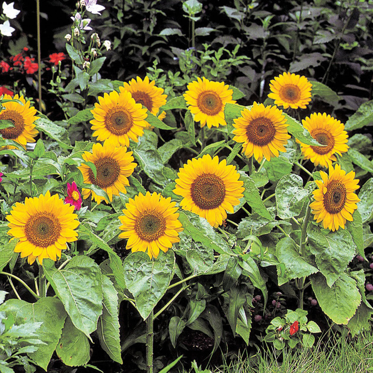 Sunflower, Big Smile™