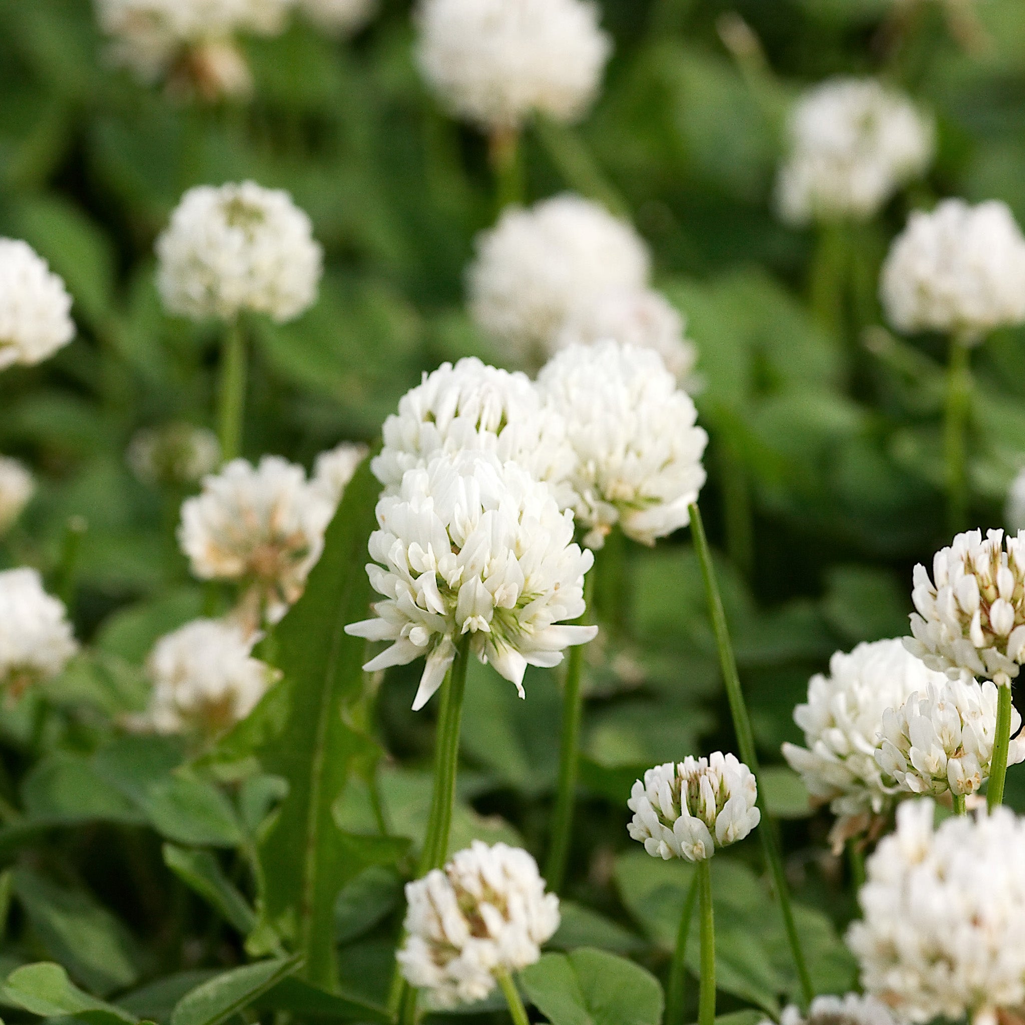 Clover, White Dutch