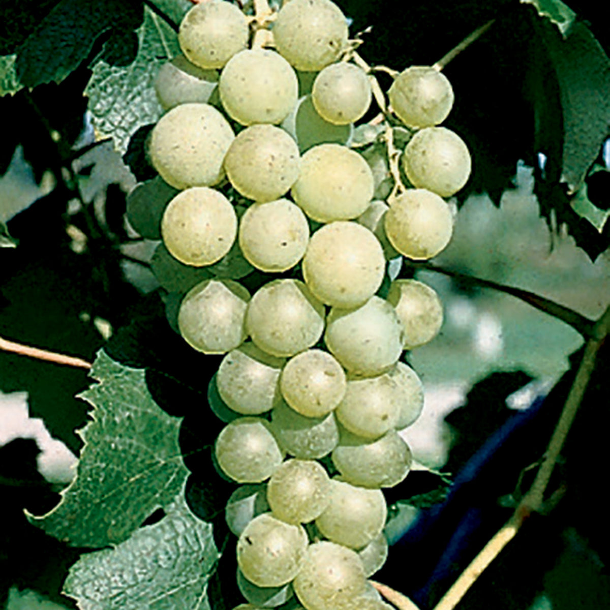 Grape, Seedless, Marquis