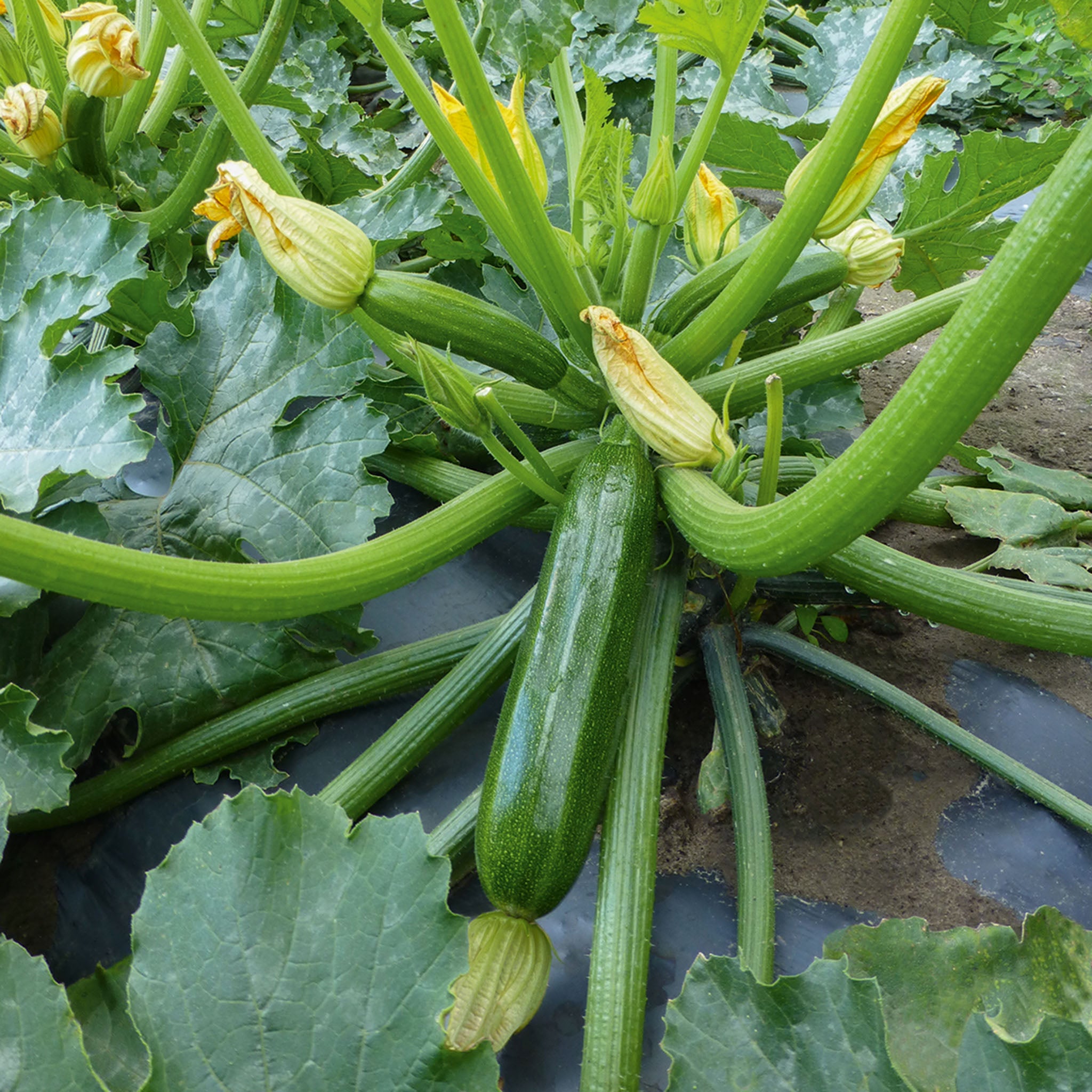 Squash, Summer, Sanabria Zucchini Hybrid