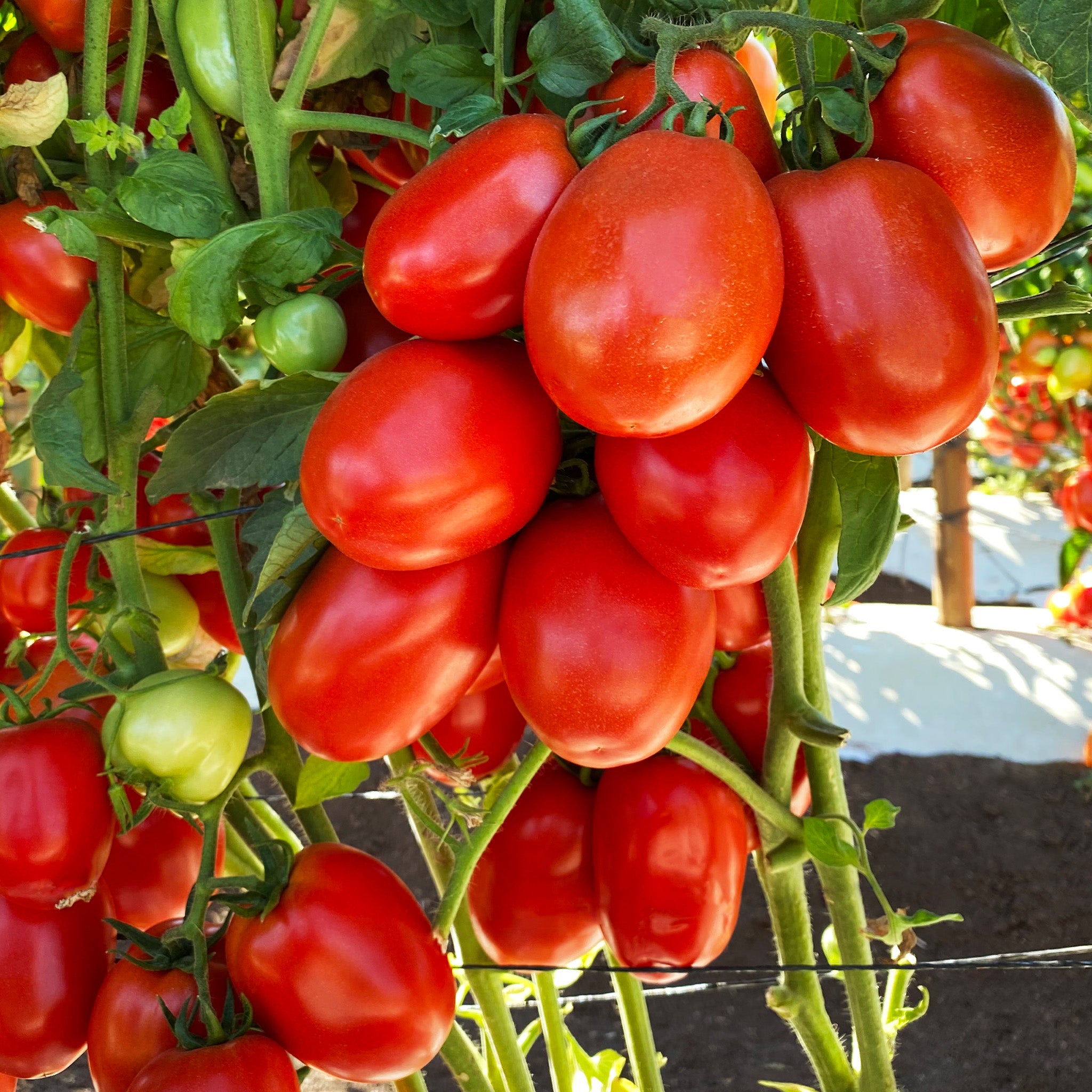 Tomato, Inca Hybrid