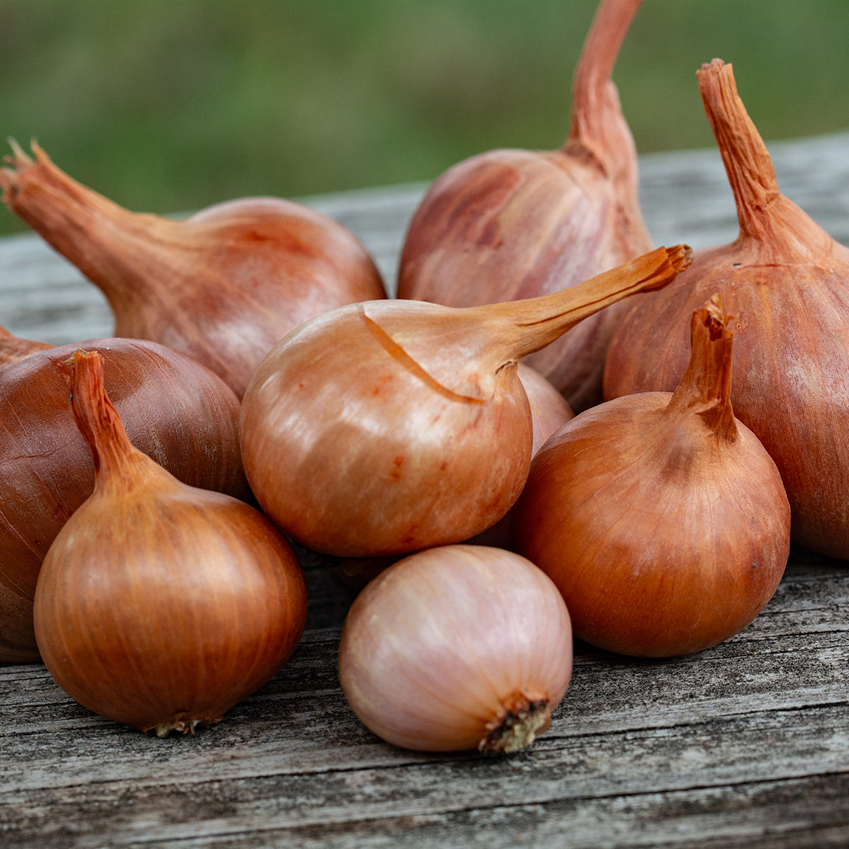 Shallot, Holland Red, 1/2 Lb
