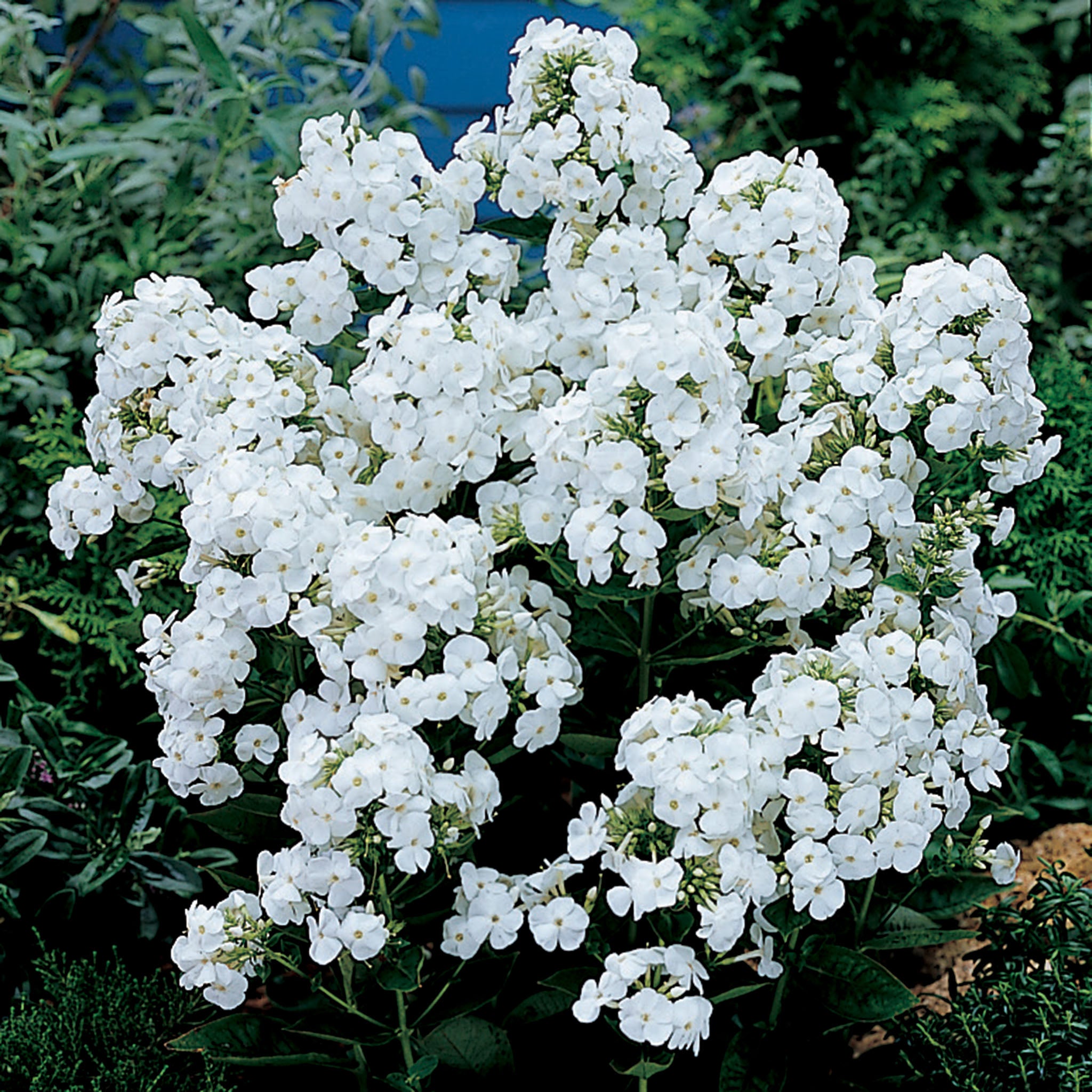 Phlox, David