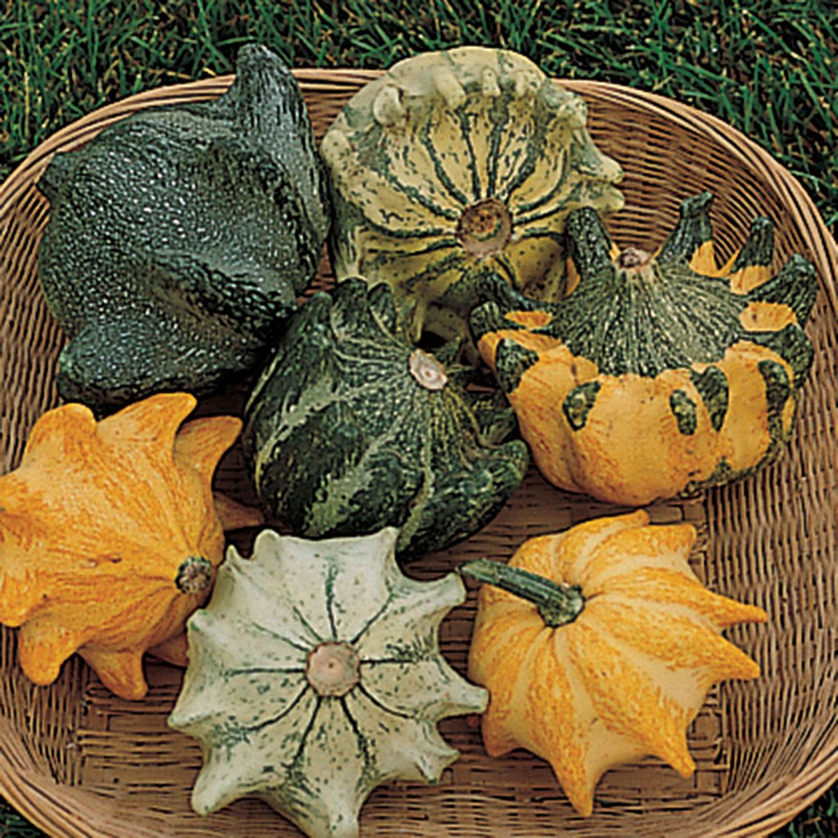 Gourd, Shenot Crown of Thorns