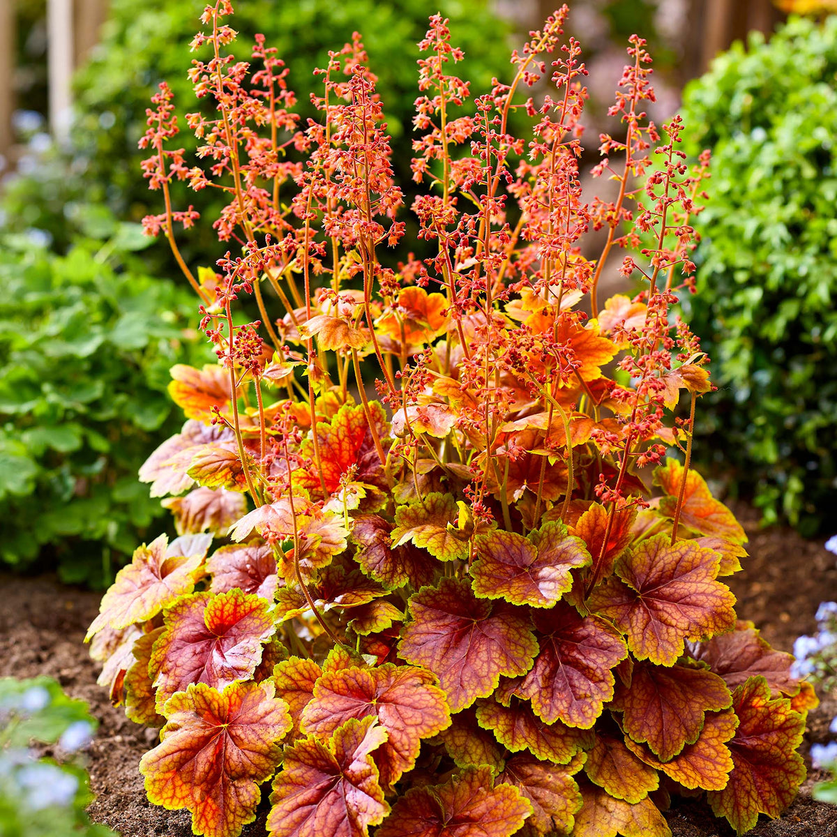 Heuchera, Eternal Flame