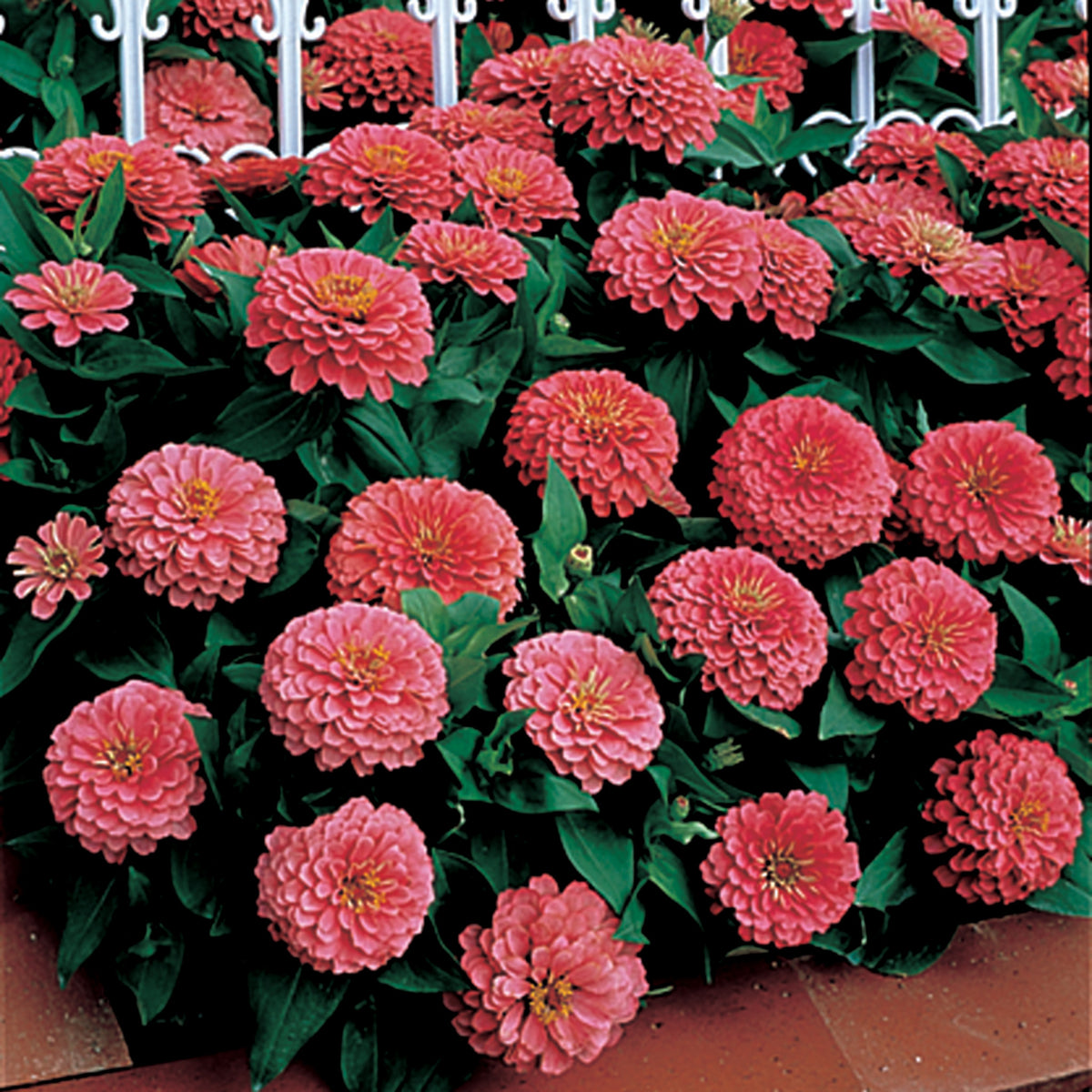 Zinnia, Dreamland™ Pink Hybrid