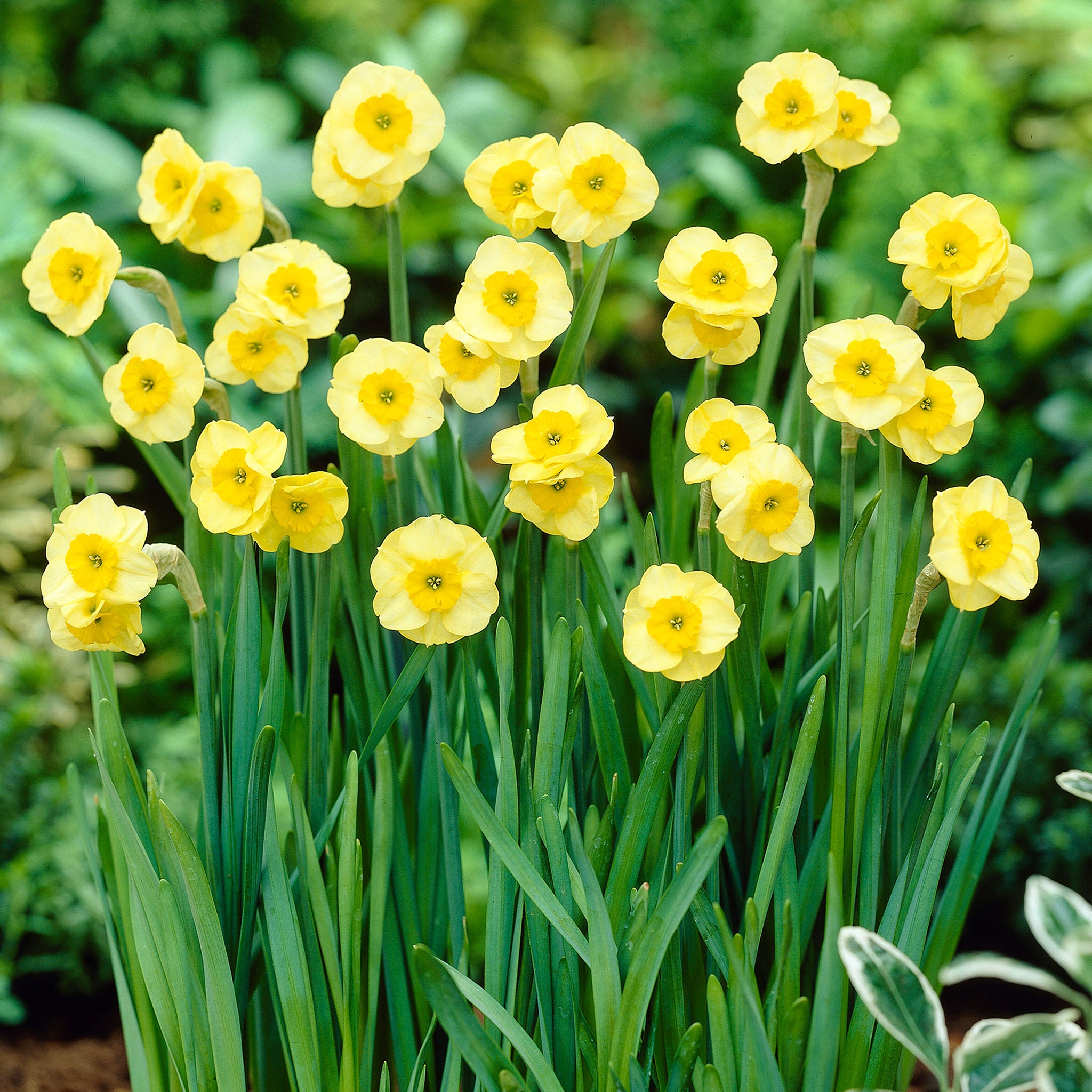 Daffodil, Sun Disc, 10 Pack