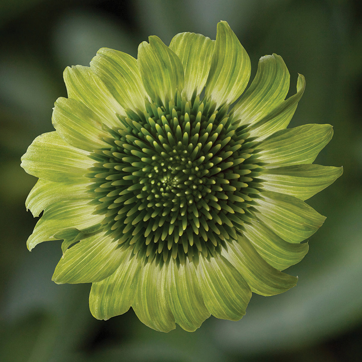 Echinacea, Prairie Blaze™ Green