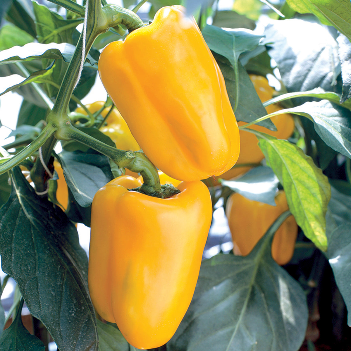 Pepper, Sweet, Gourmet Yellow Hybrid