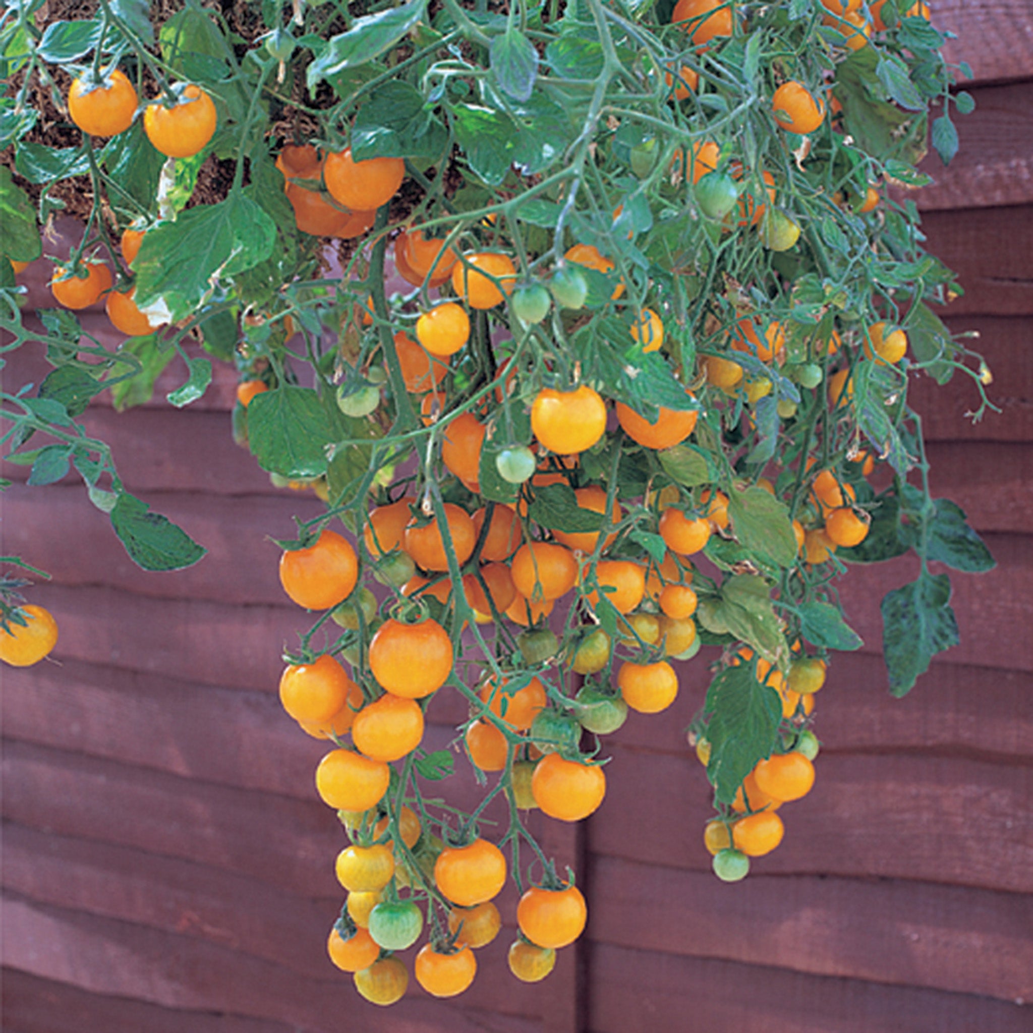 Tomato, Tumbling Tom Yellow