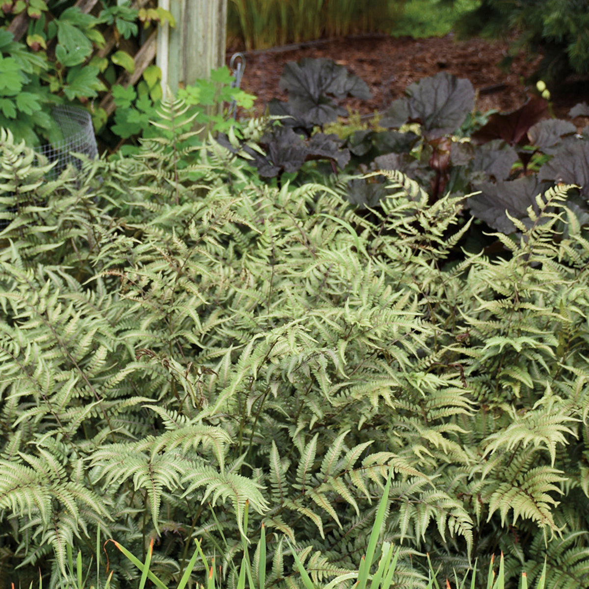 Fern, Godzilla