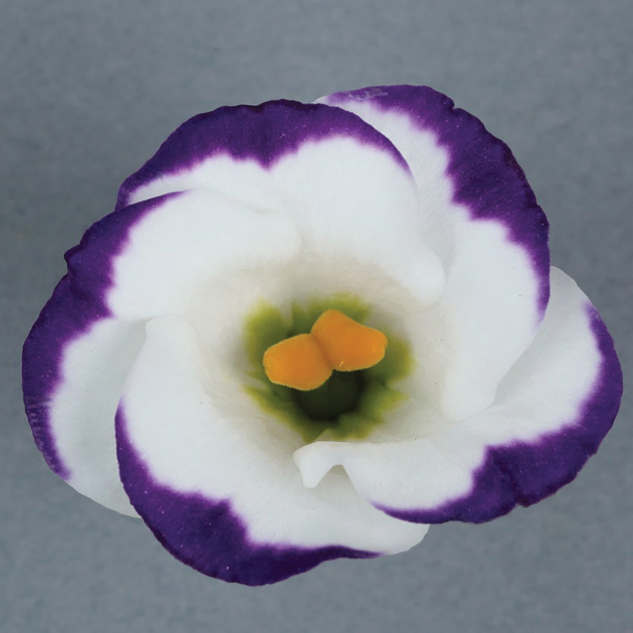 Lisianthus, Solo Blue Picotee Hybrid