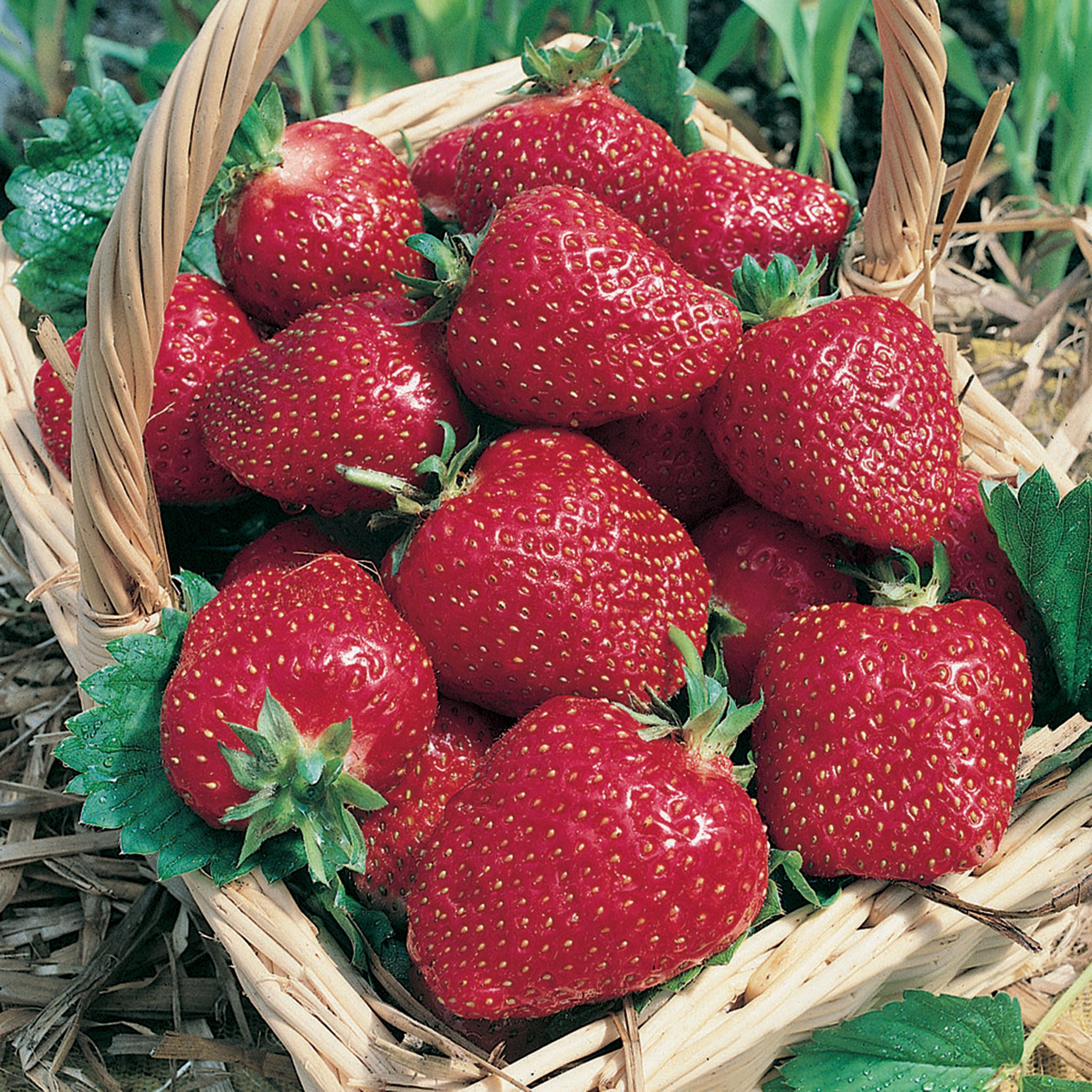 Strawberry, June Bearing, AC Wendy, 25 Plants