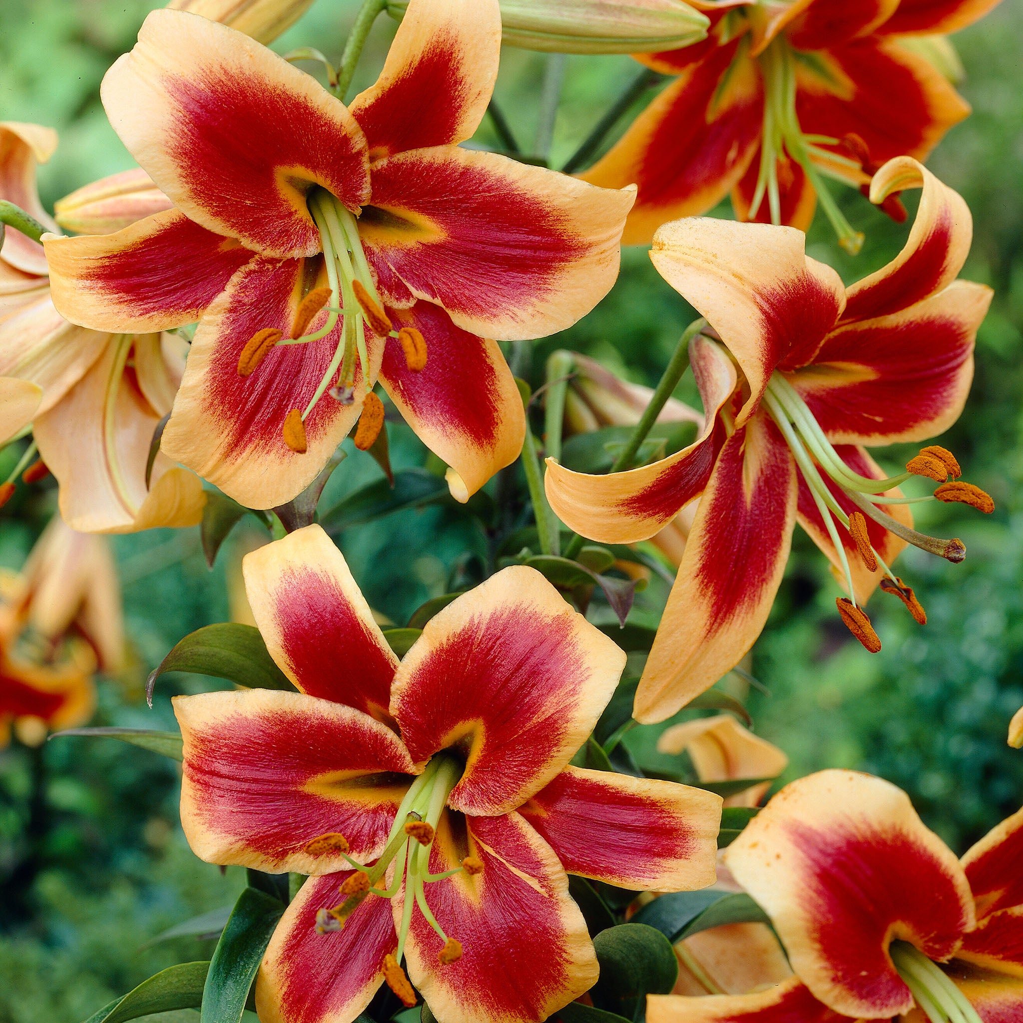 Lily, Orienpet, Red Morning, 5 Pack