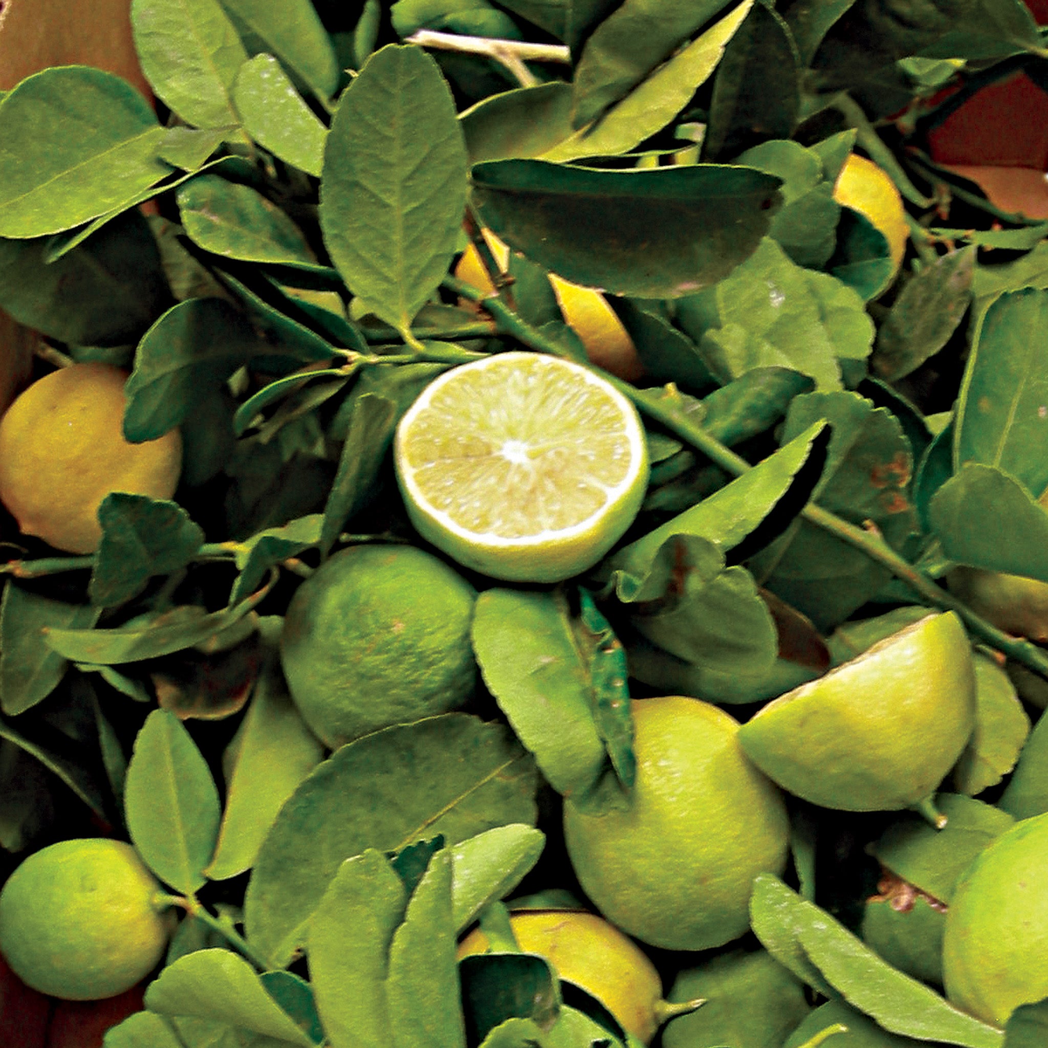 Lime, Bearss