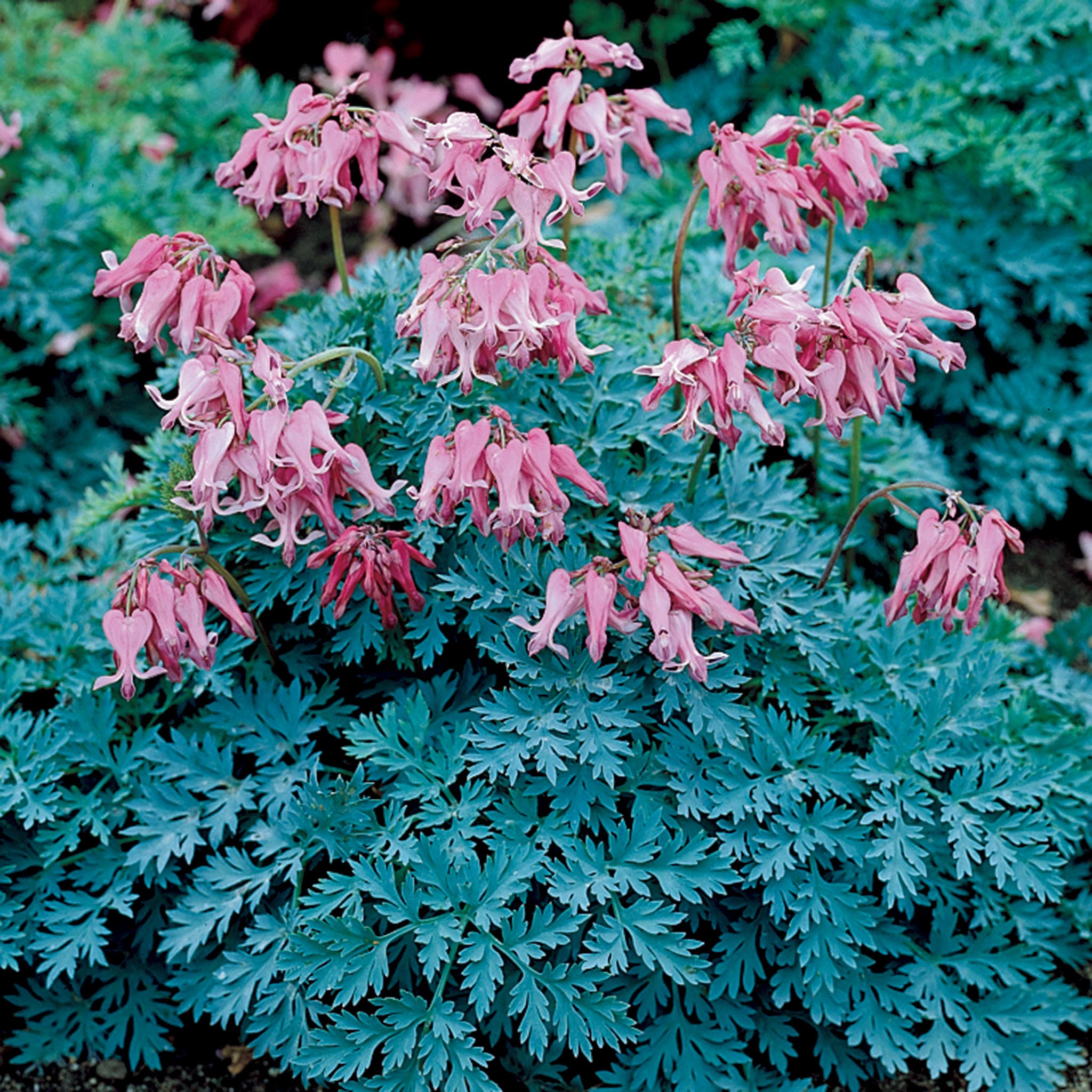 Bleeding Heart, Candy Hearts