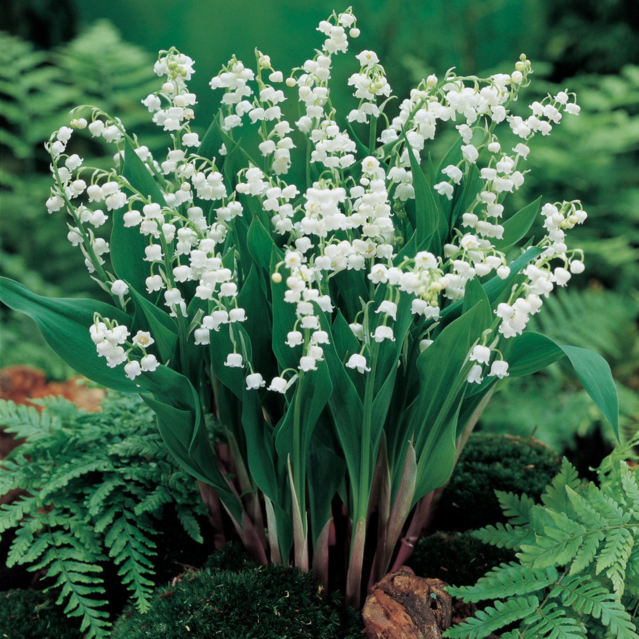 Lily of the Valley, White, 10 Pack