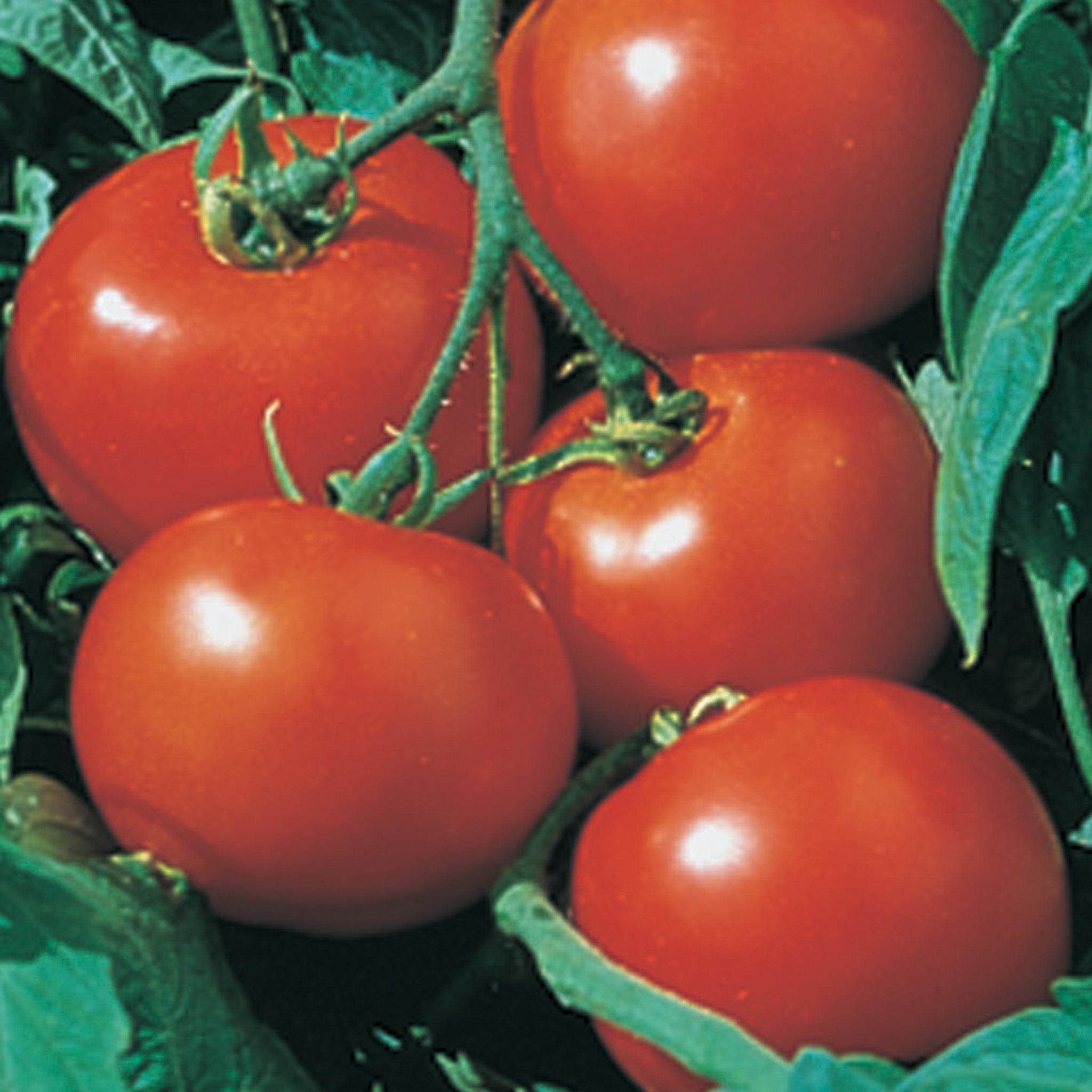 Tomato, Rutgers