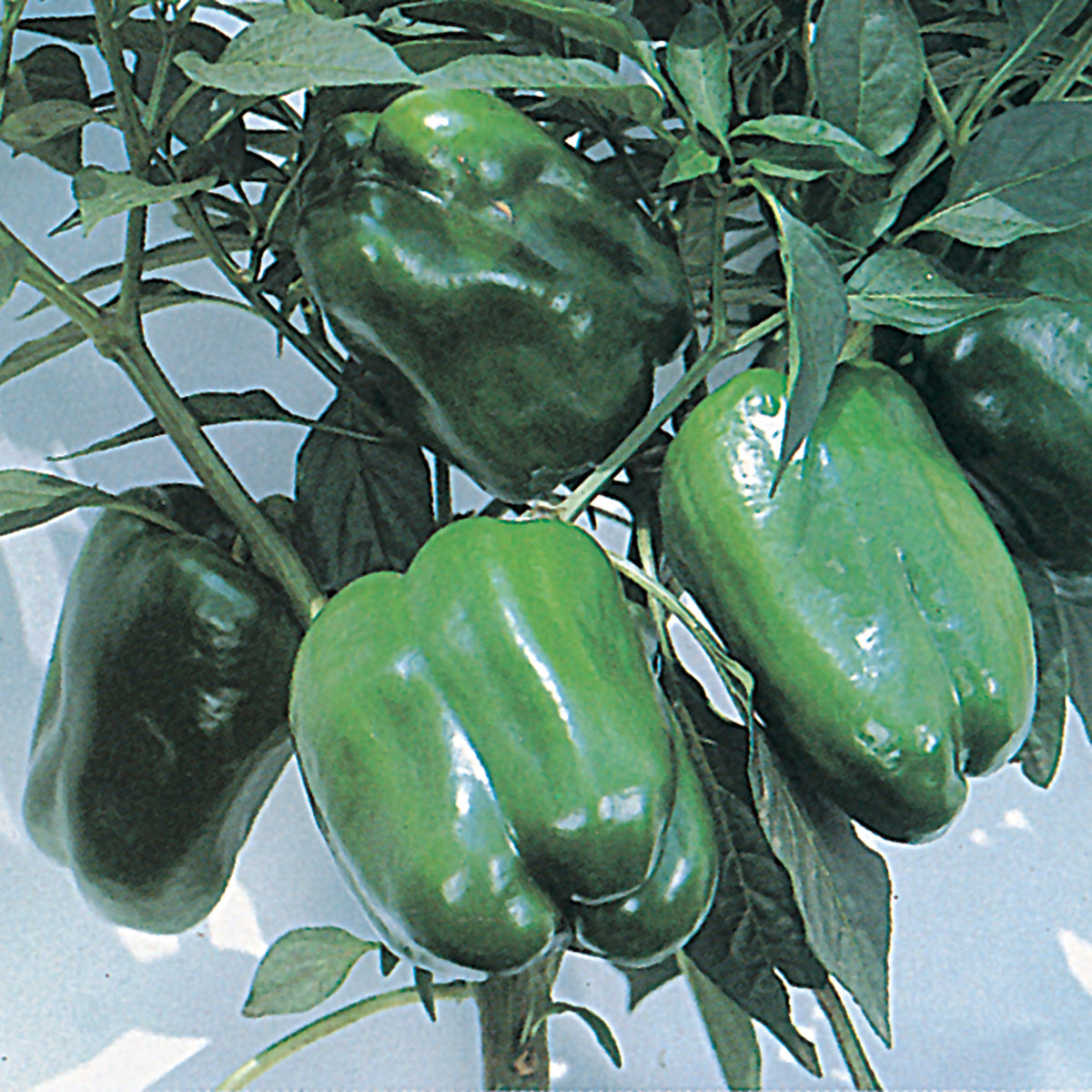 Pepper, Sweet, Keystone Giant Resistant III