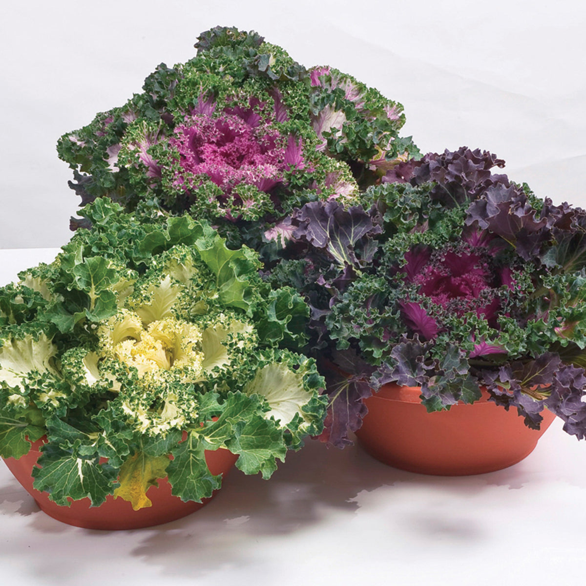 Kale, Ornamental, Nagoya Mix