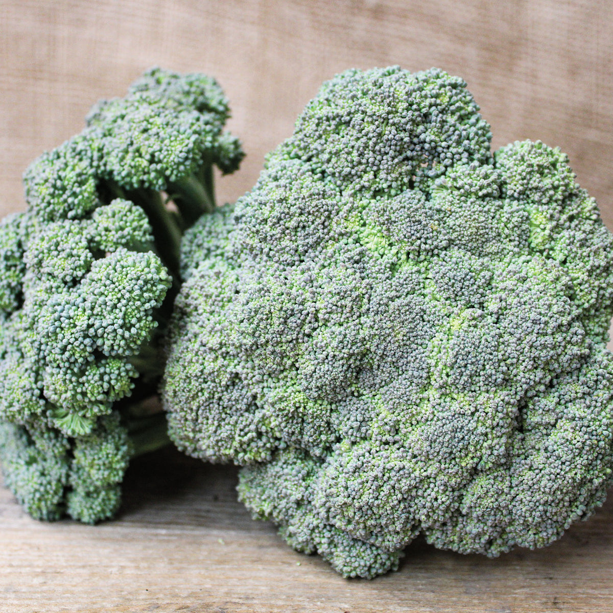 Broccoli, Castle Dome Hybrid.