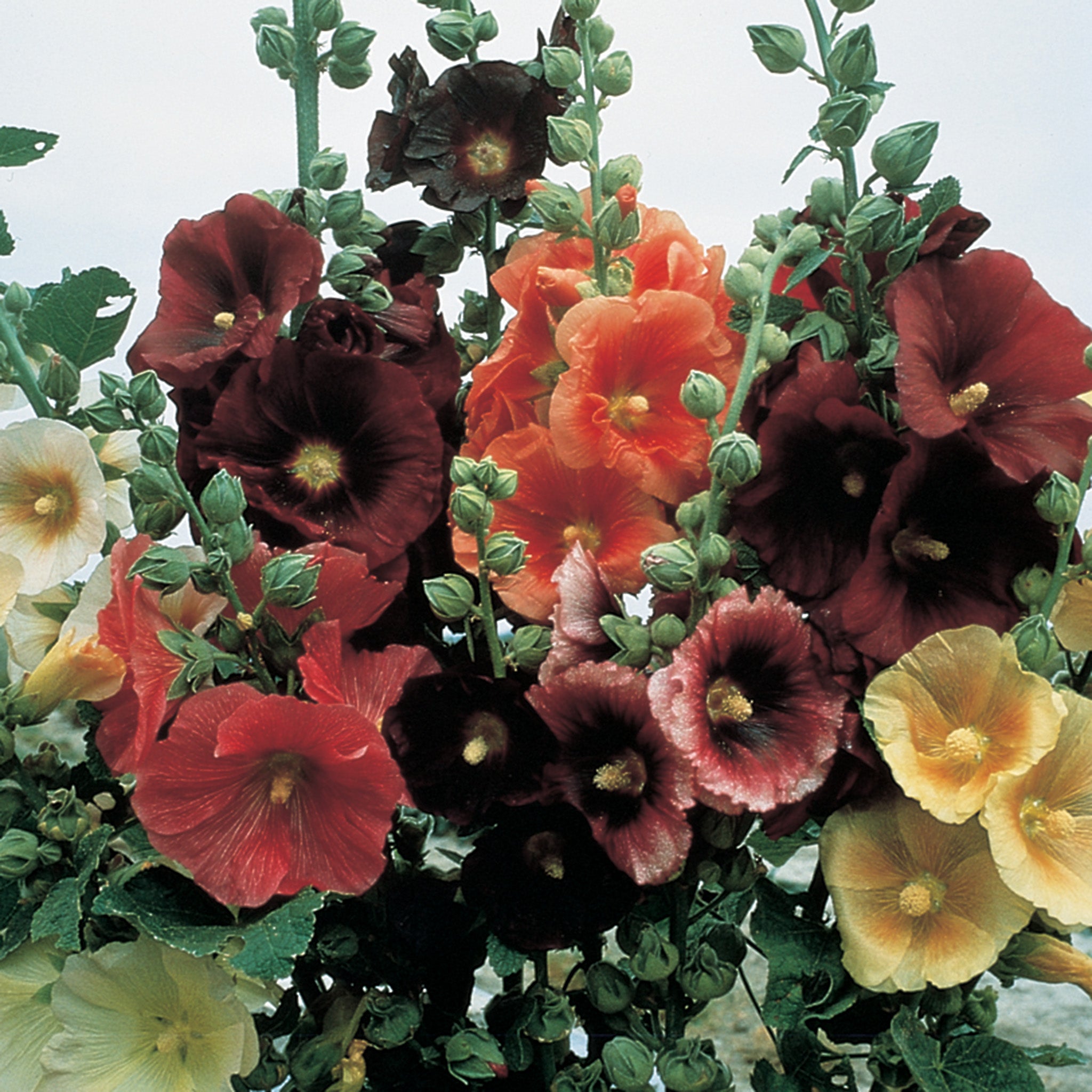Hollyhock, Single Mix.