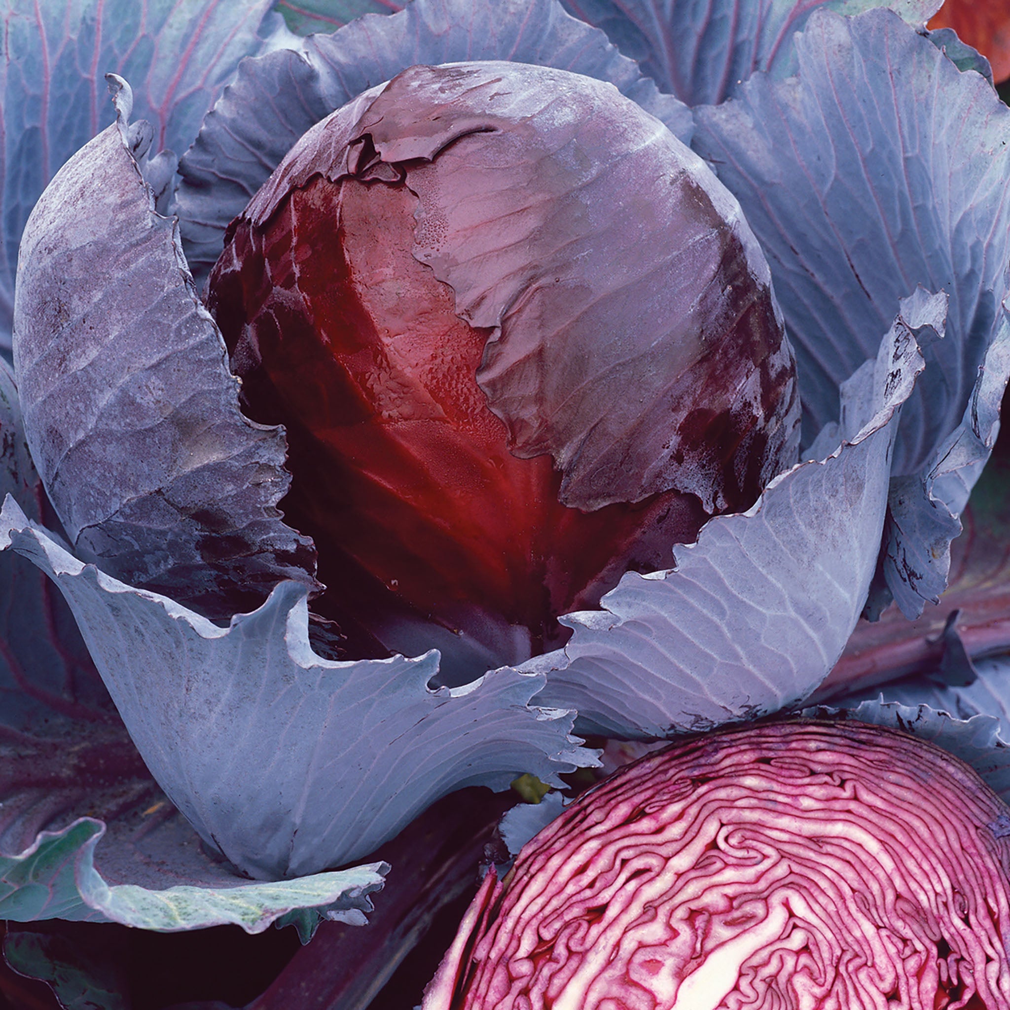 Cabbage, Red Express