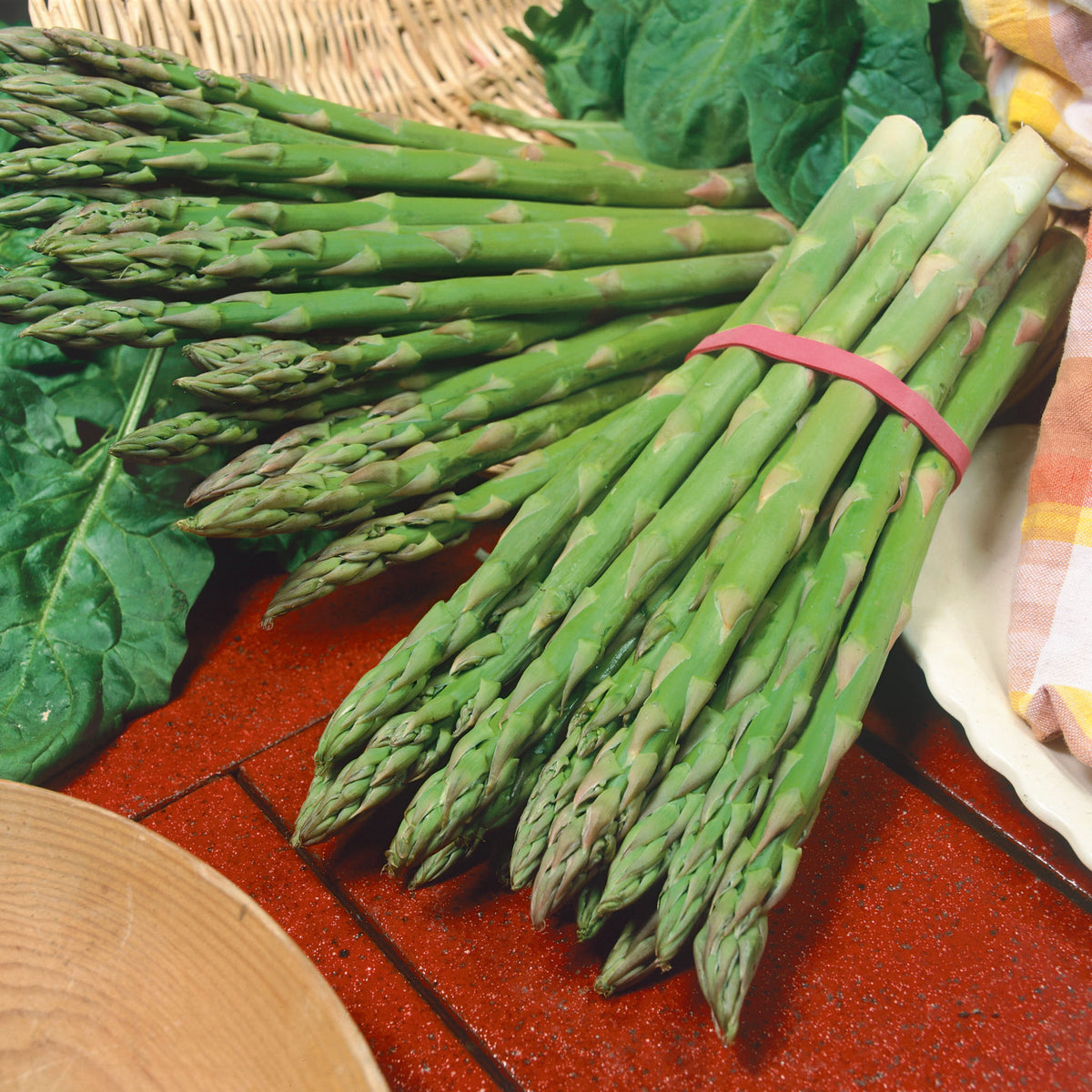 Asparagus, Millennium Hybrid, Pack of 10 Roots