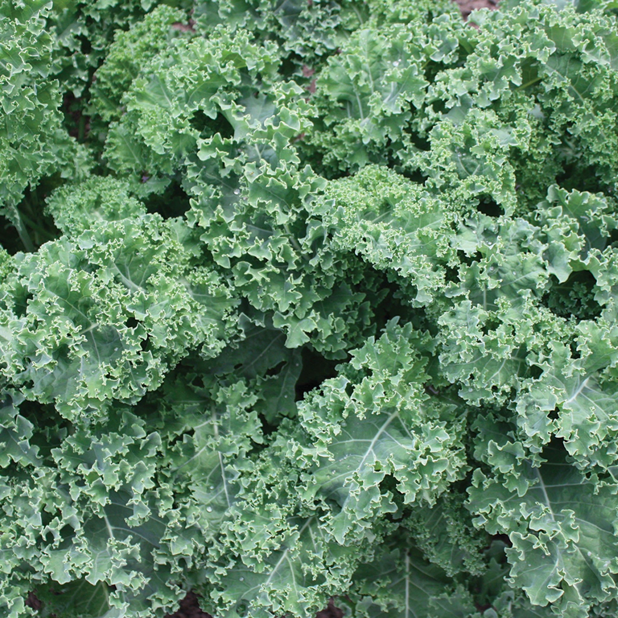 Kale, Darkibor Hybrid Organic