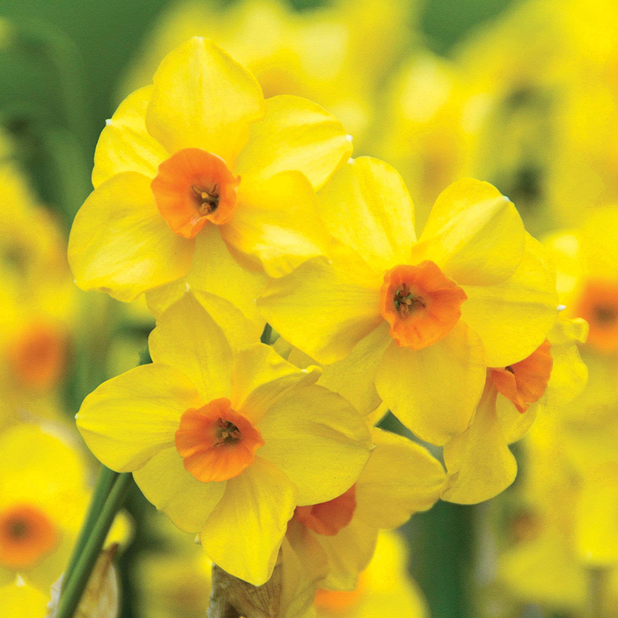Daffodil, Martinette, 10 Pack
